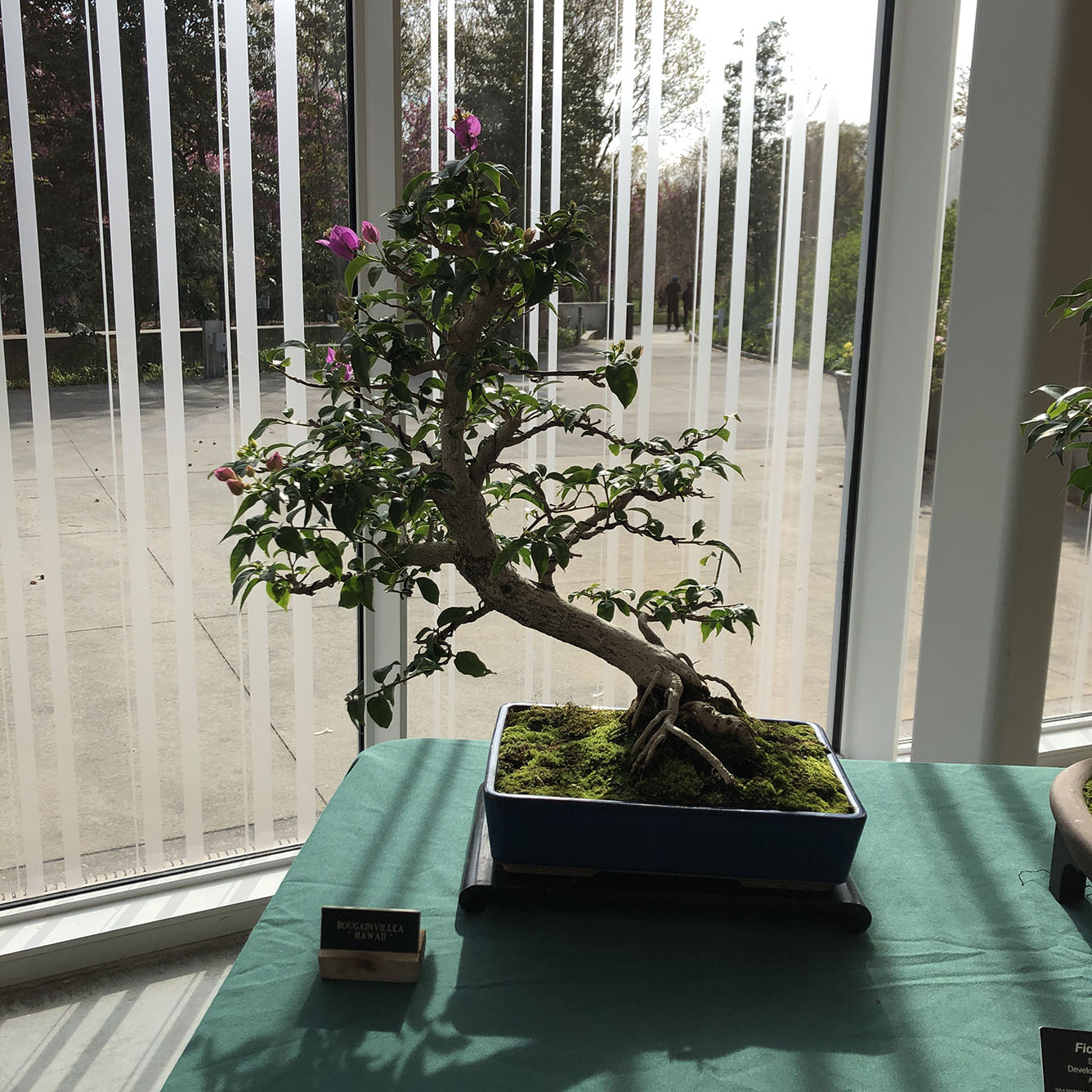 Brooklyn Botanic Garden