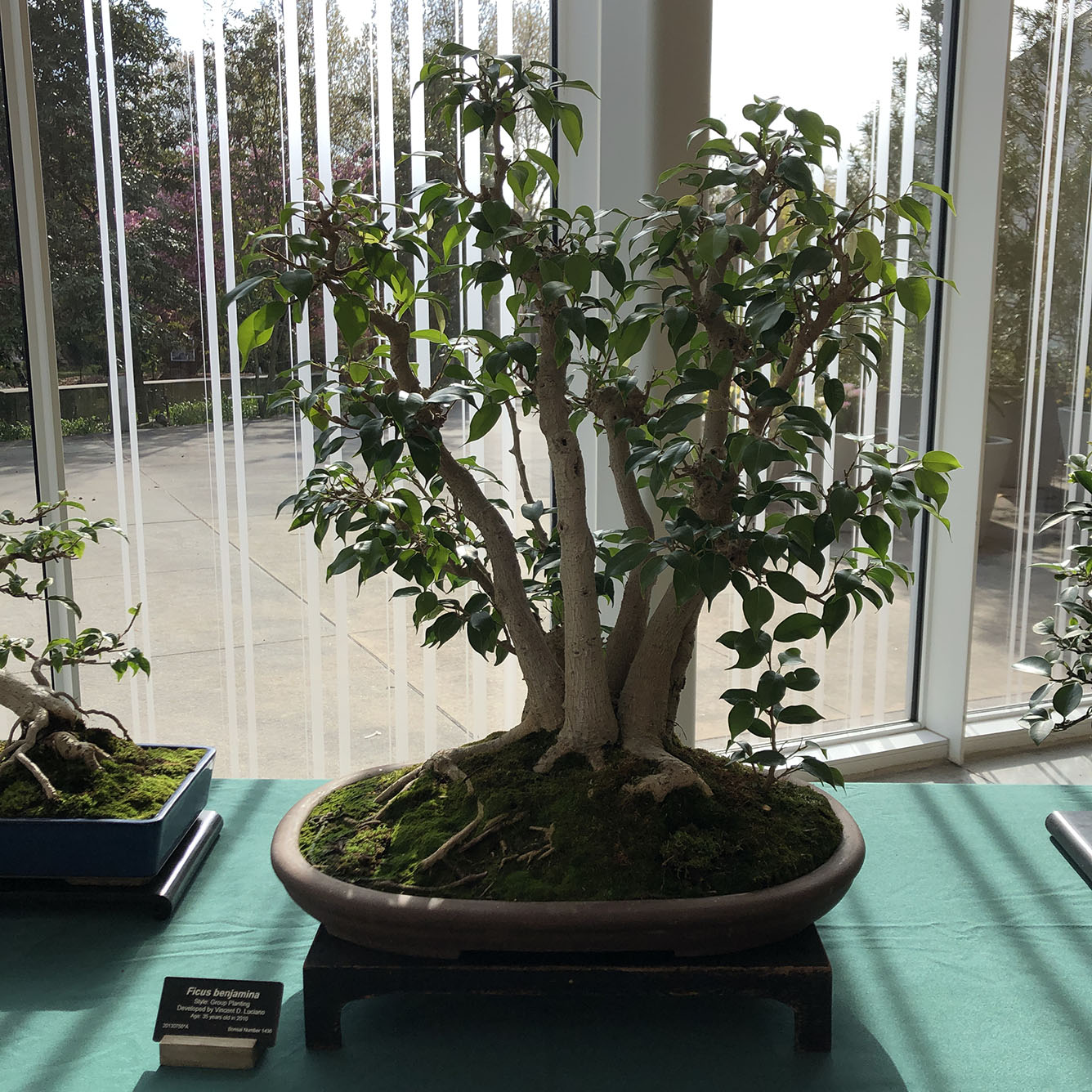 Brooklyn Botanic Garden