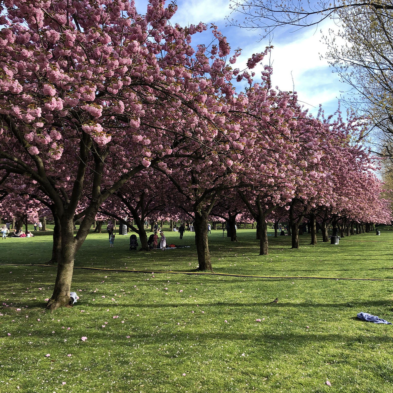 Brooklyn Botanic Garden