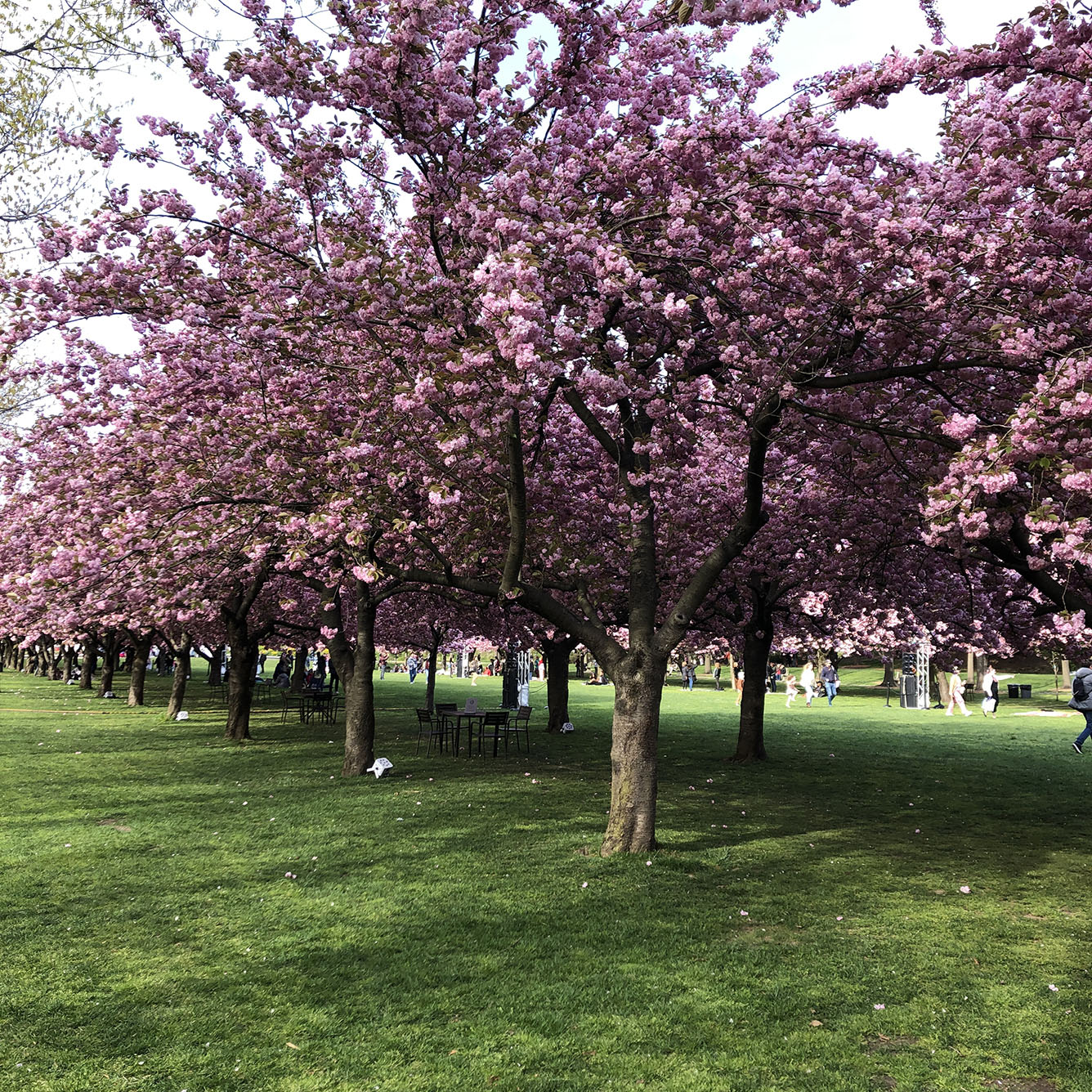Brooklyn Botanic Garden