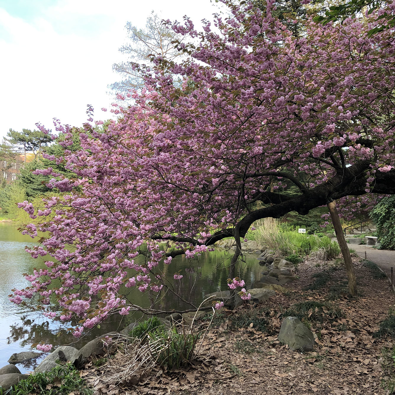 Brooklyn Botanic Garden