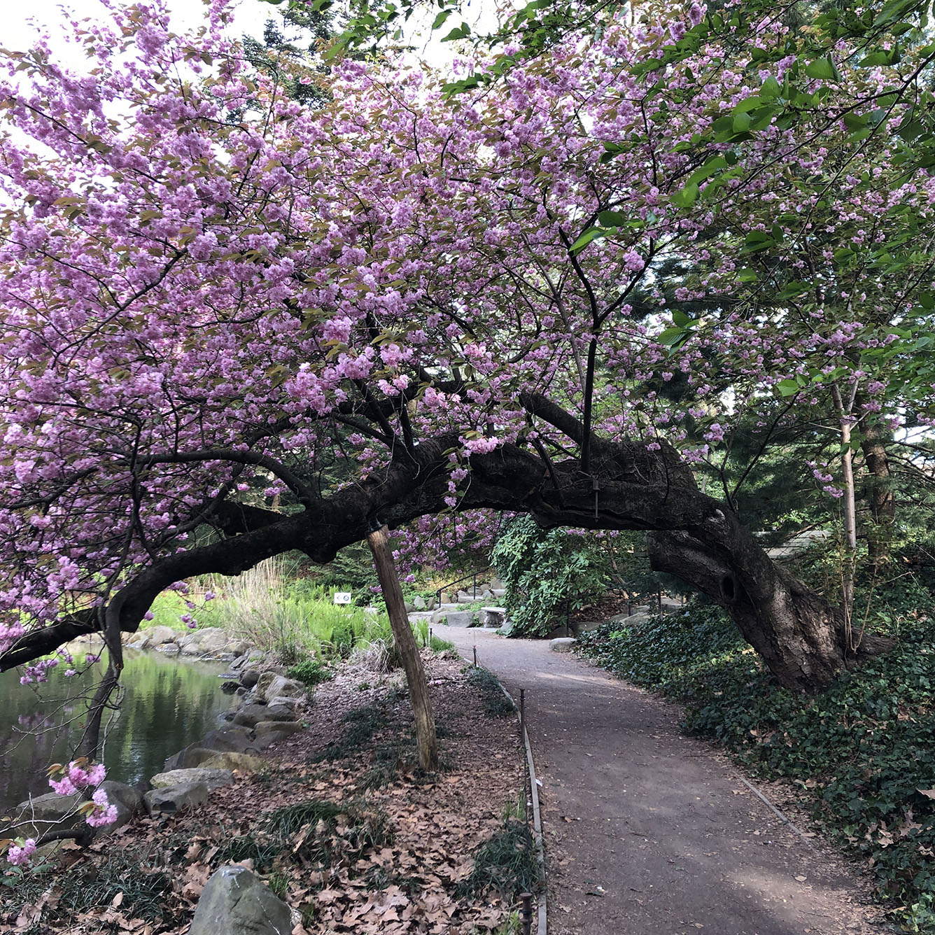 Brooklyn Botanic Garden