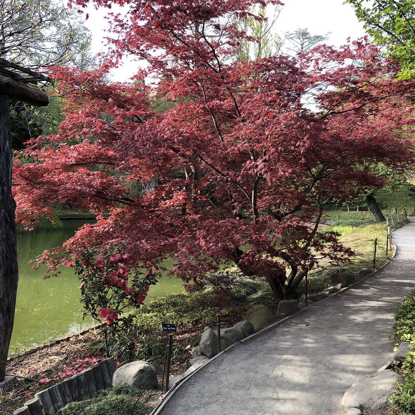 Brooklyn Botanic Garden