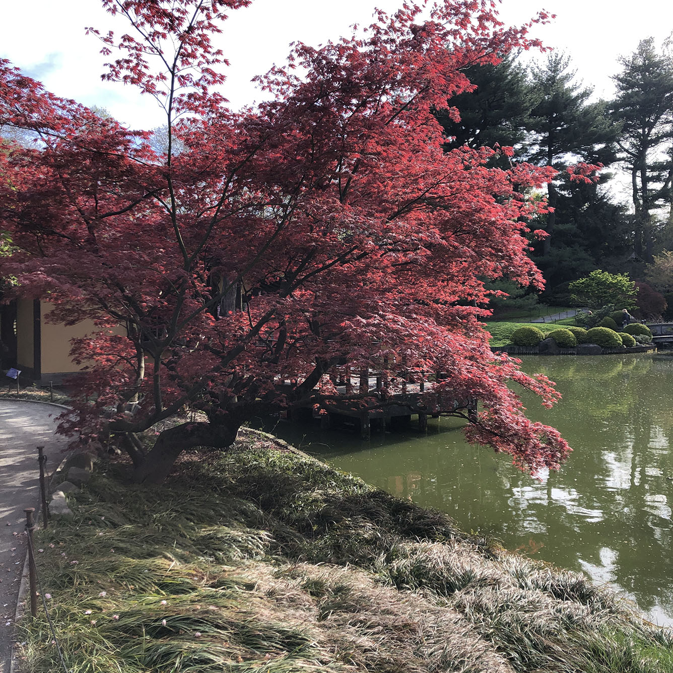 Brooklyn Botanic Garden