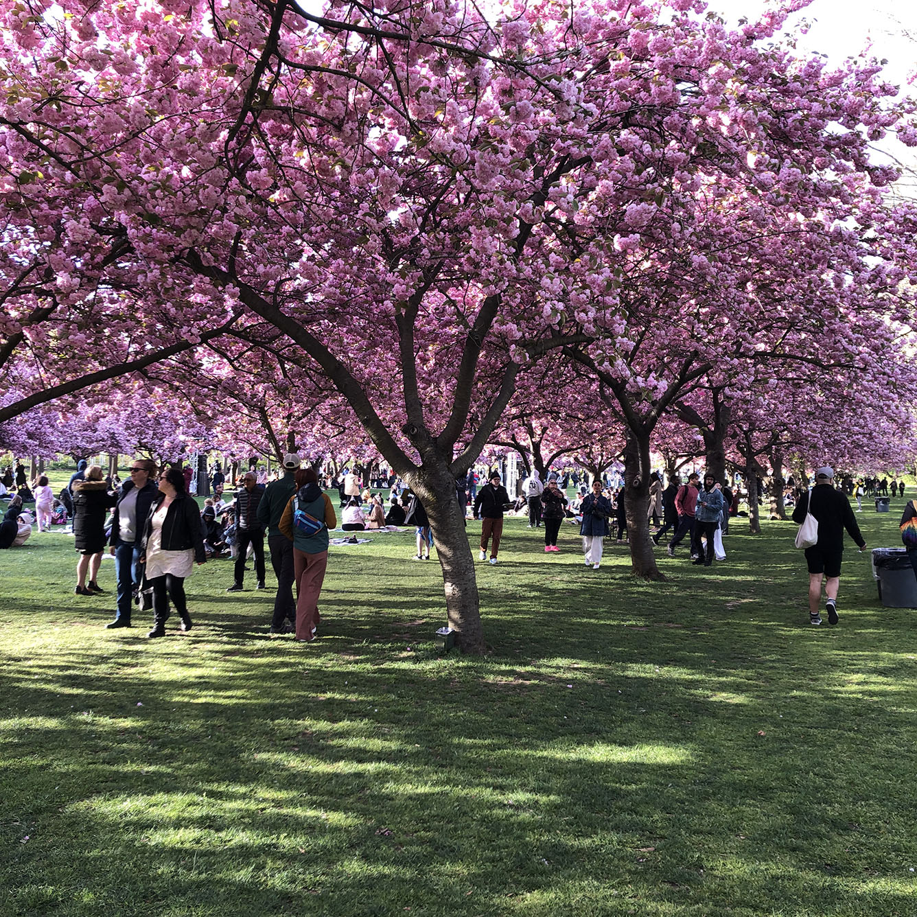 Brooklyn Botanic Garden