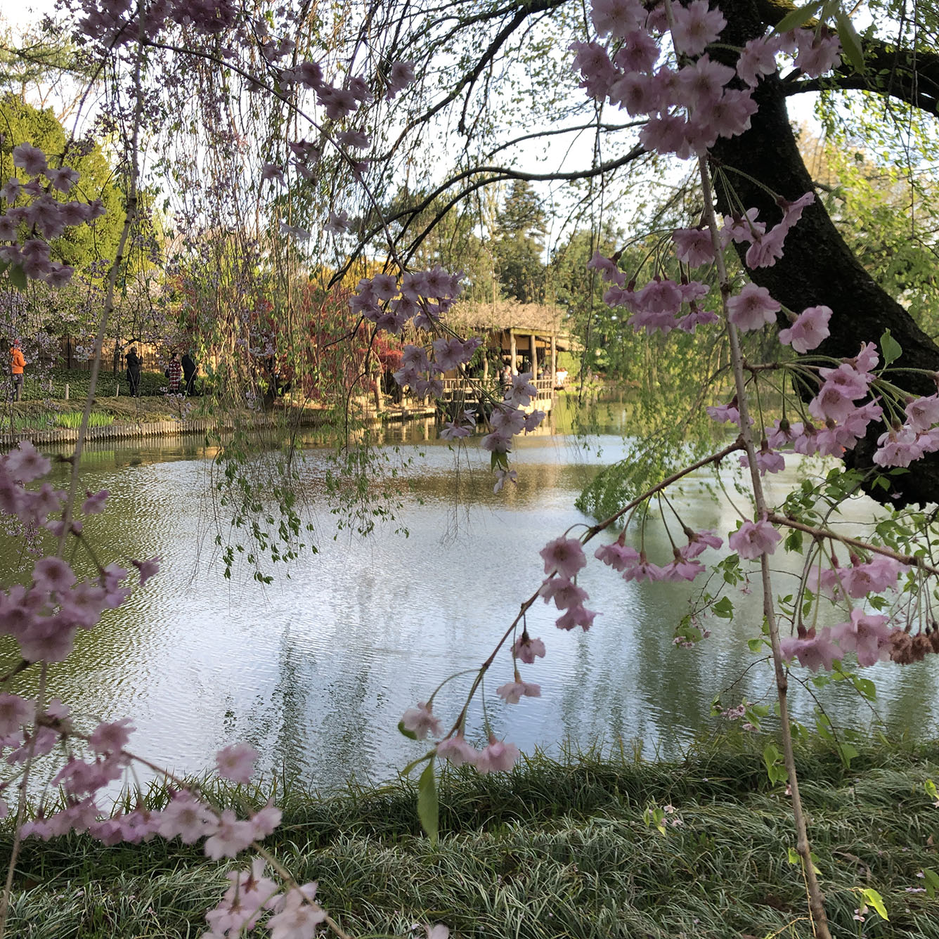 Brooklyn Botanic Garden