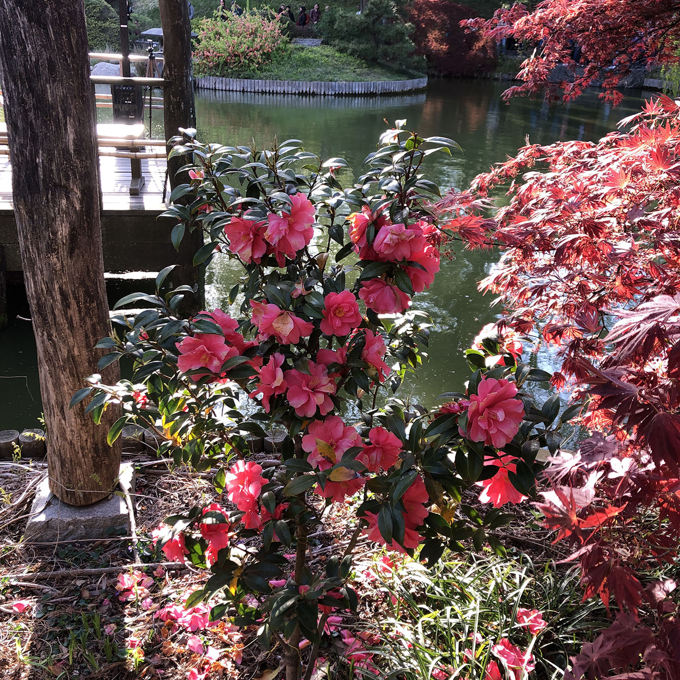 Brooklyn Botanic Garden