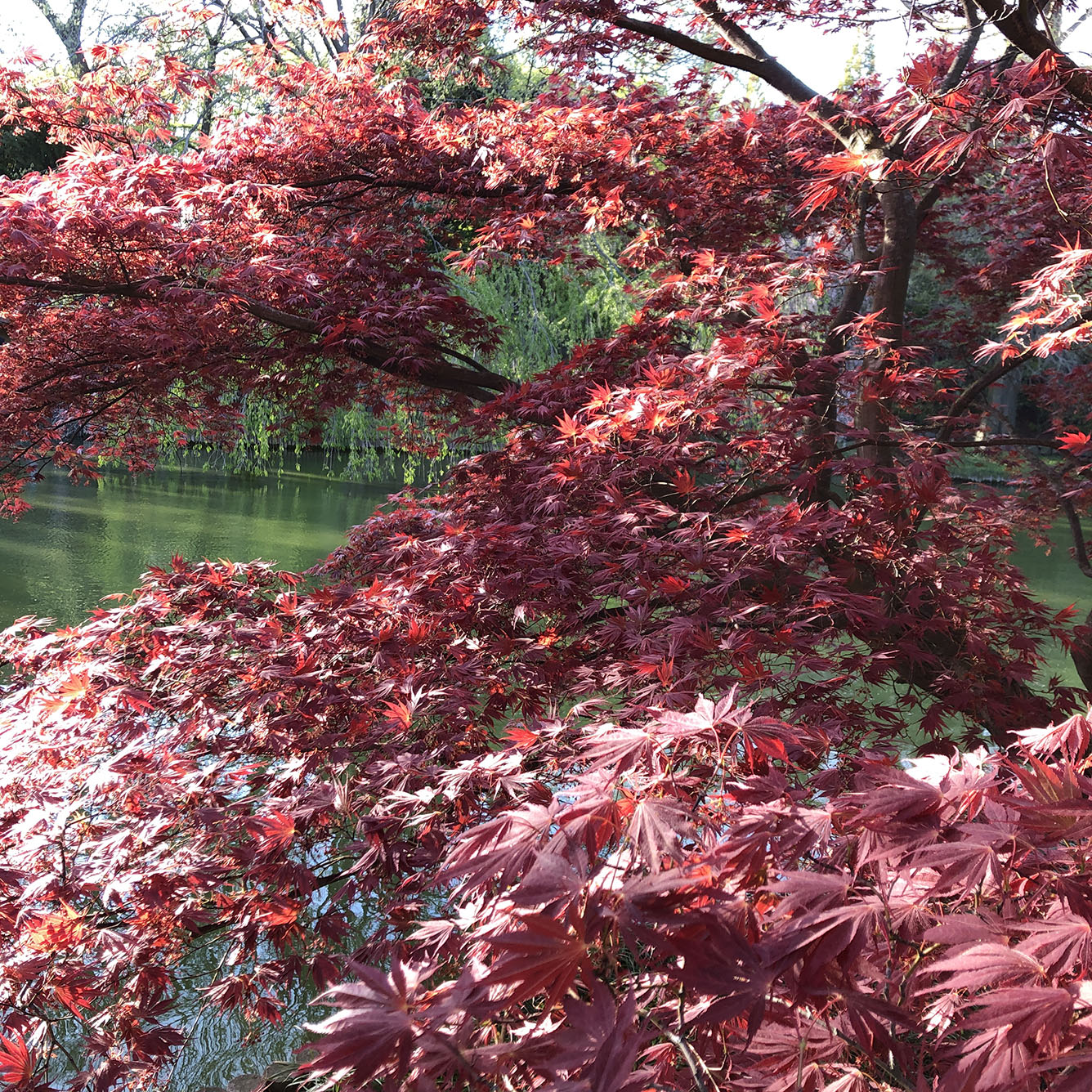 Brooklyn Botanic Garden