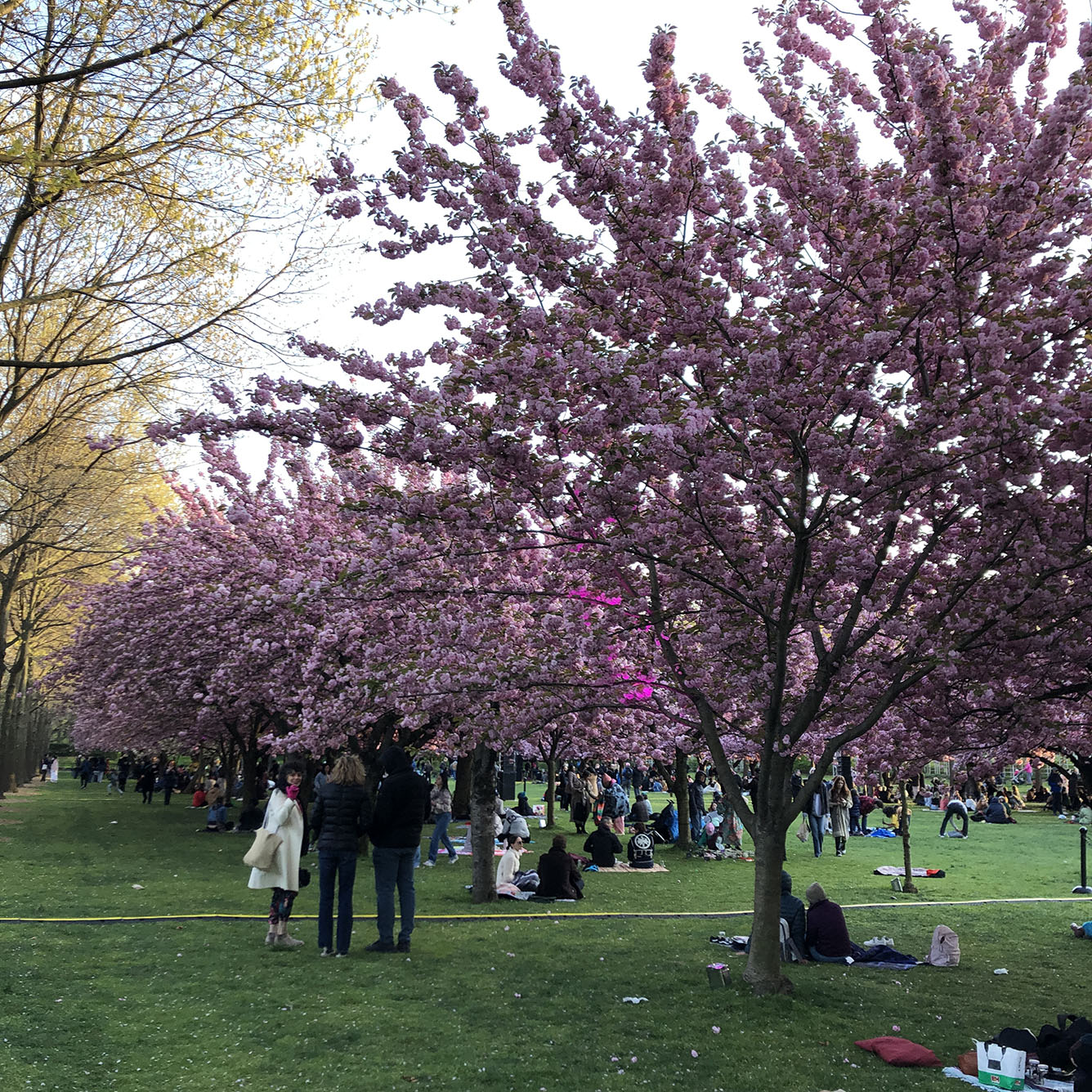 Brooklyn Botanic Garden