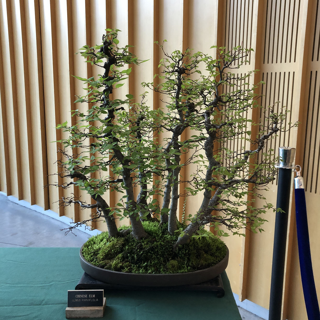 Brooklyn Botanic Garden