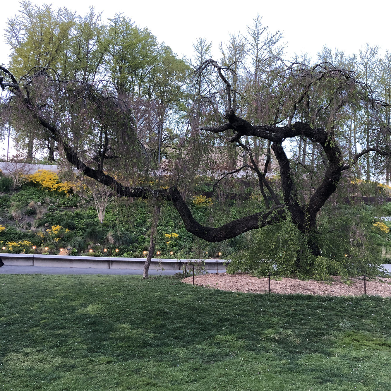 Brooklyn Botanic Garden