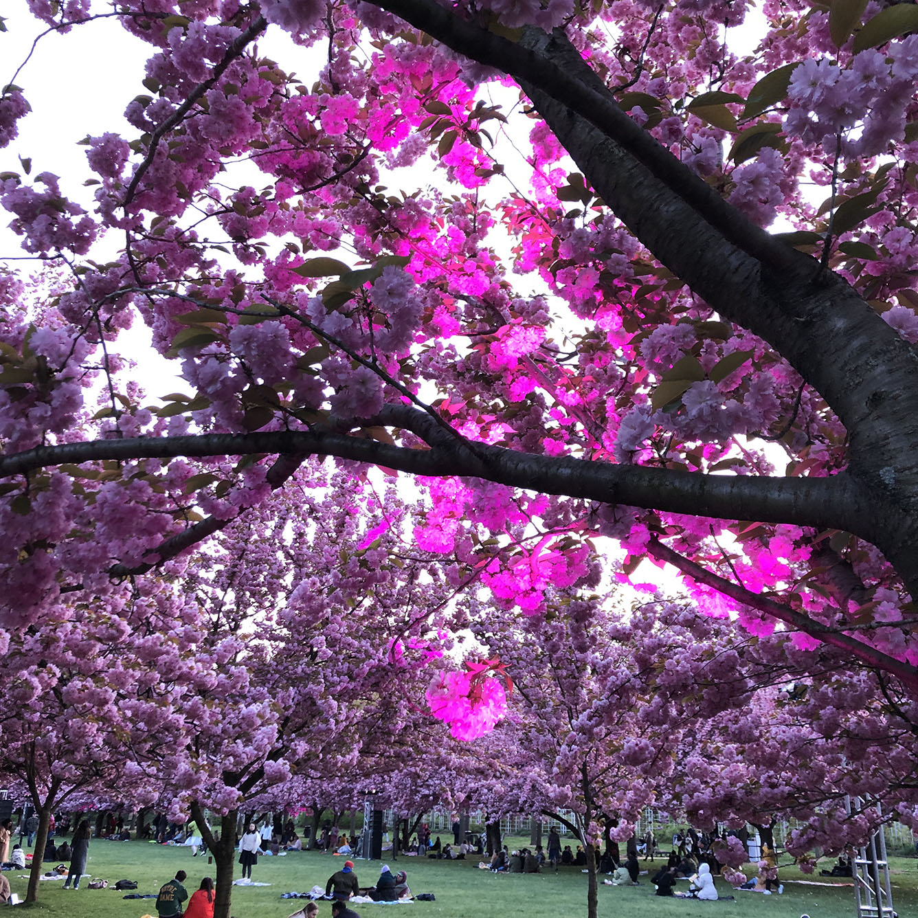 Brooklyn Botanic Garden
