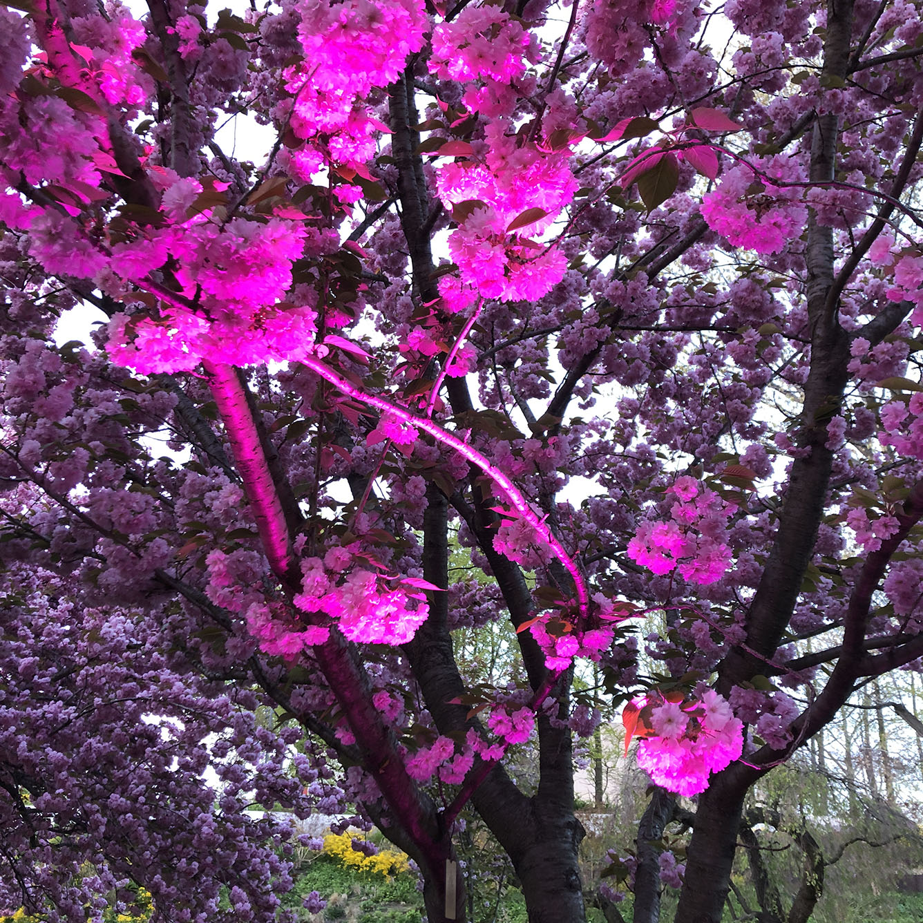 Brooklyn Botanic Garden
