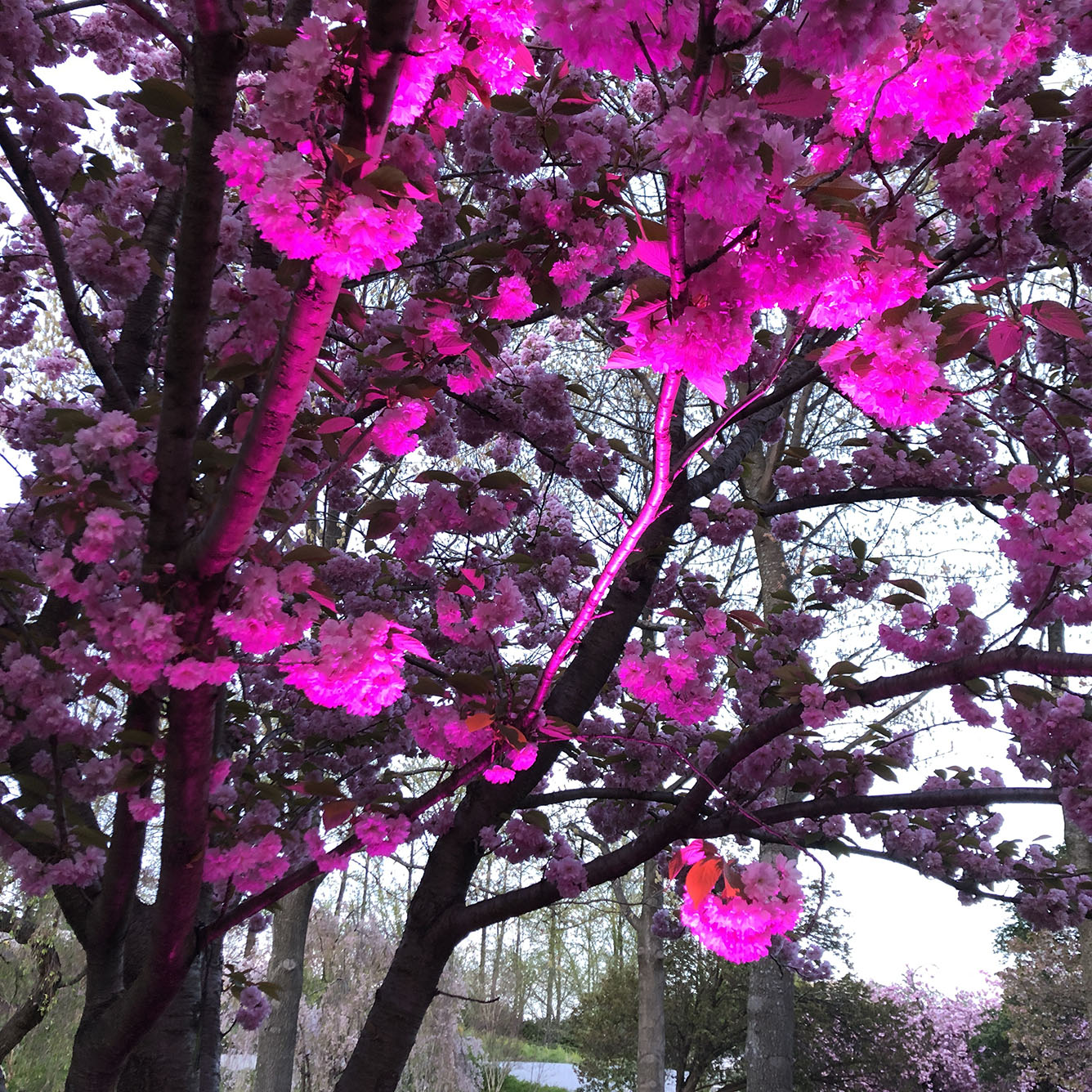 Brooklyn Botanic Garden