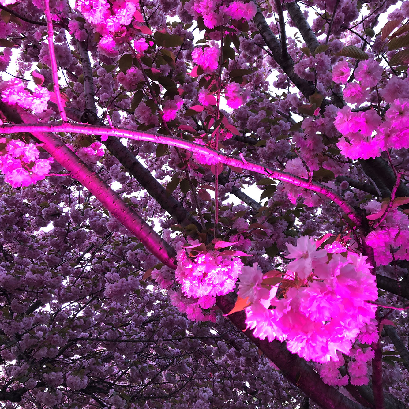 Brooklyn Botanic Garden