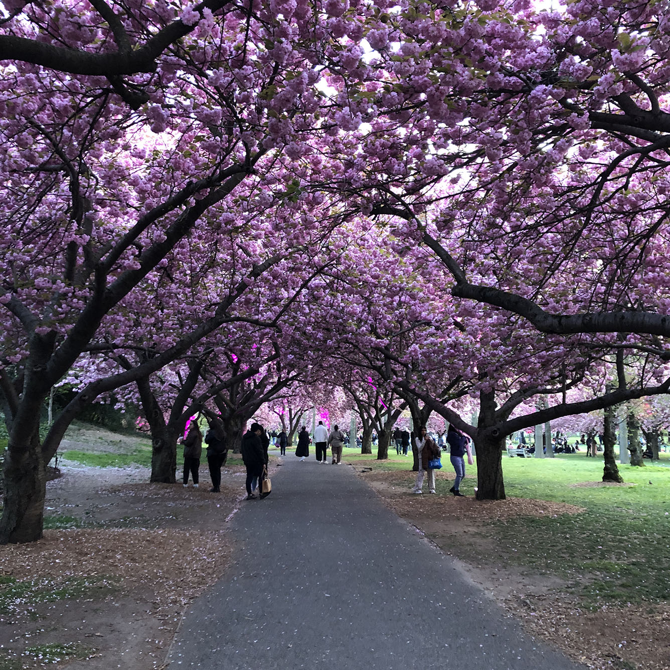Brooklyn Botanic Garden
