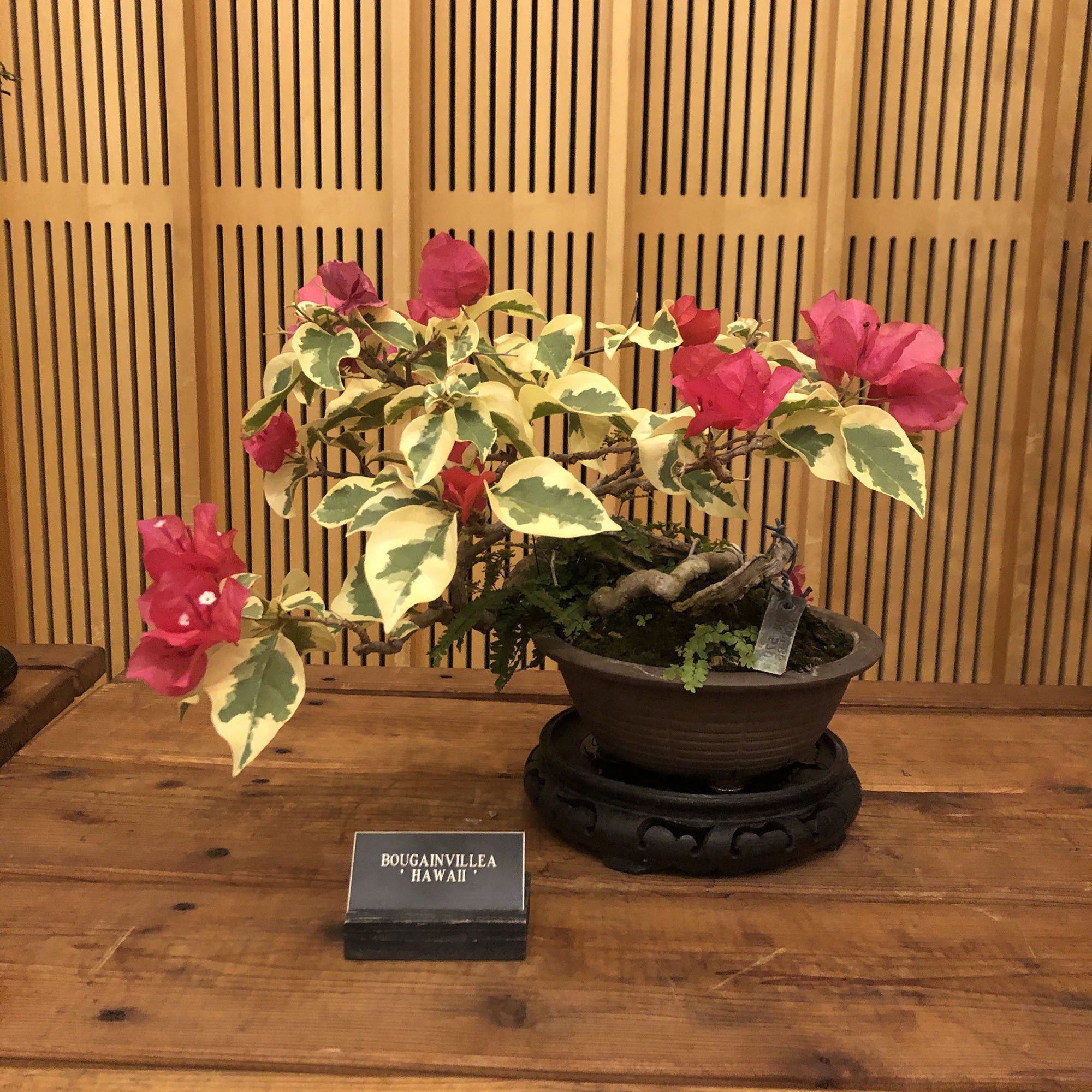 Brooklyn Botanic Garden
