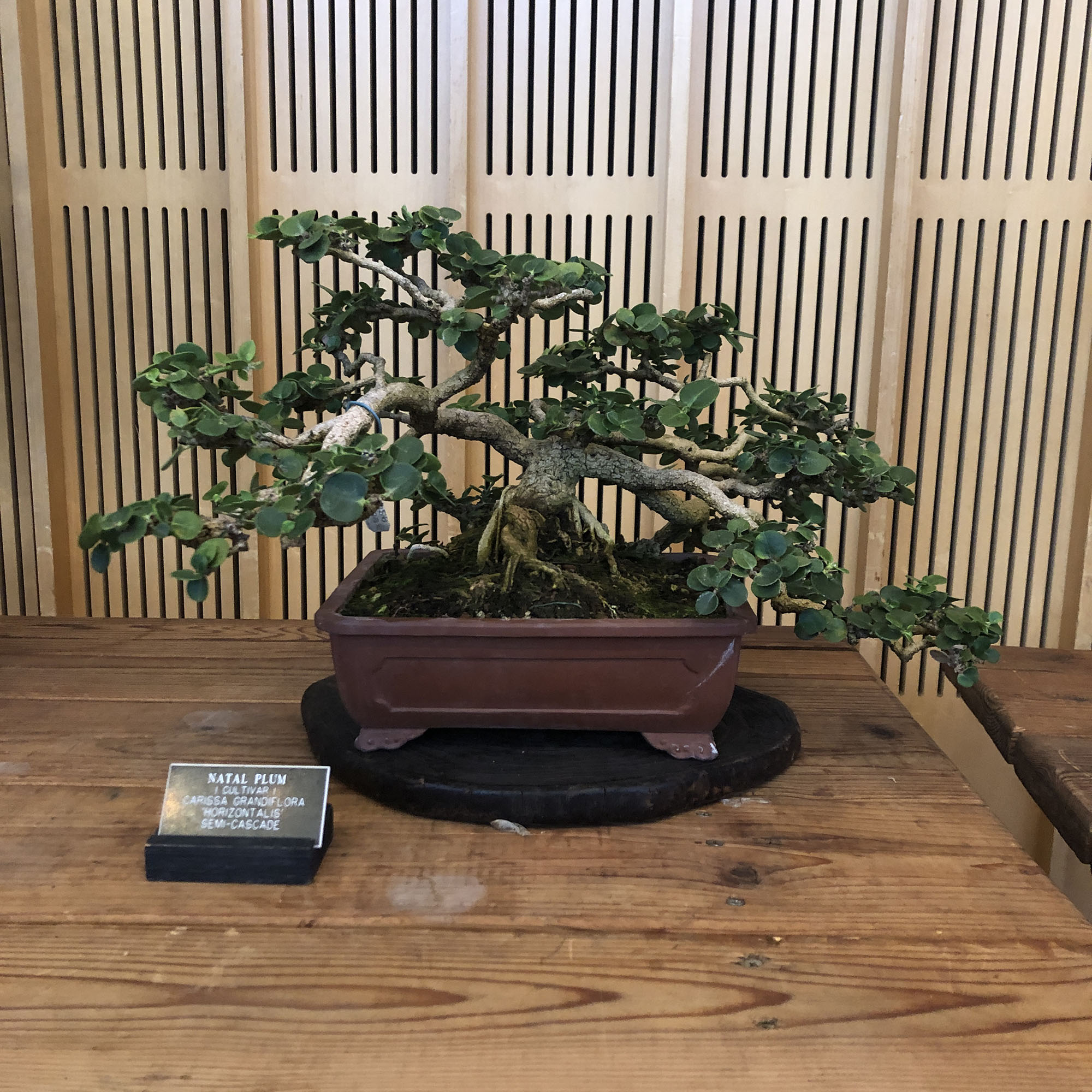 Brooklyn Botanic Garden