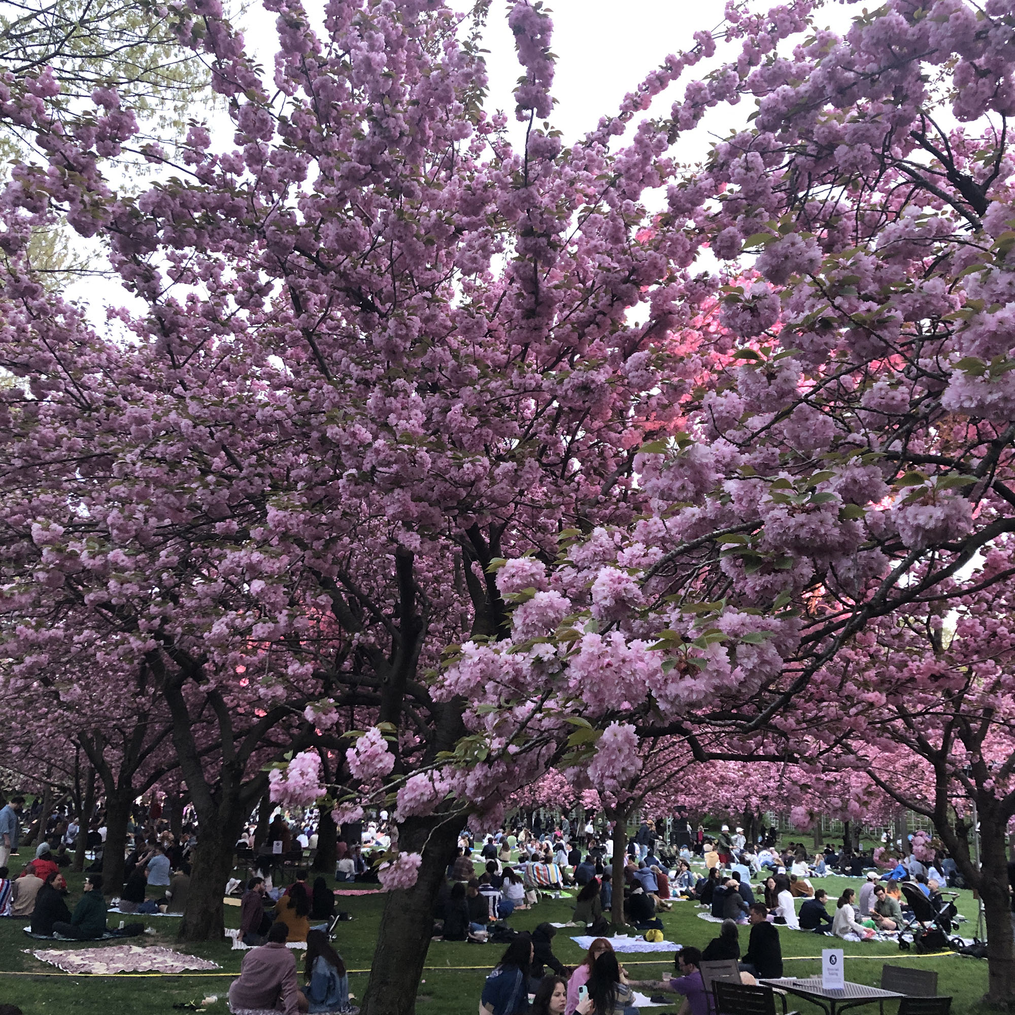 Brooklyn Botanic Garden