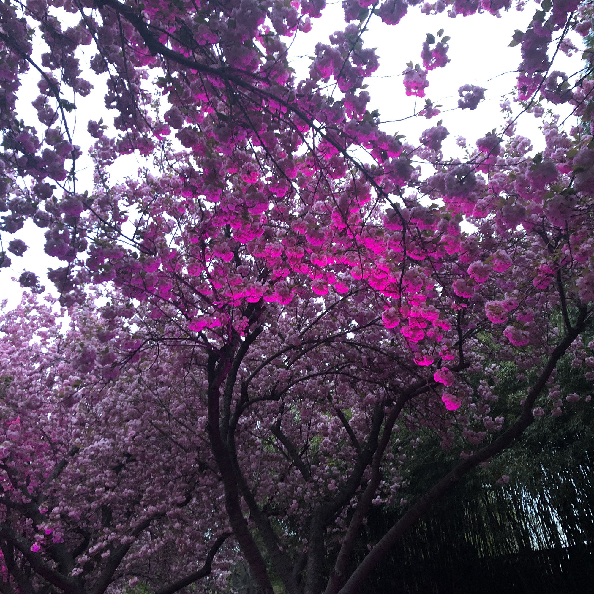 Brooklyn Botanic Garden