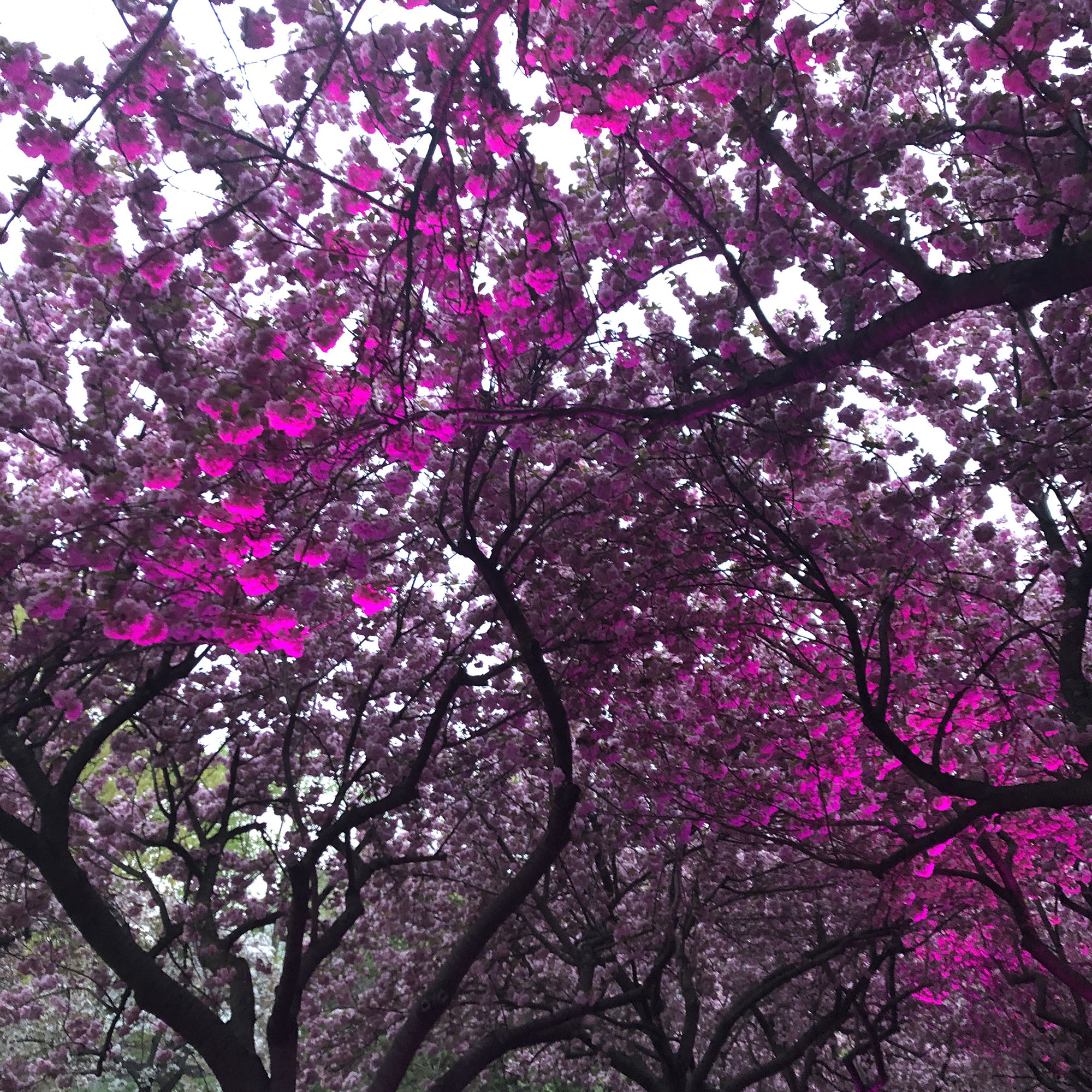Brooklyn Botanic Garden