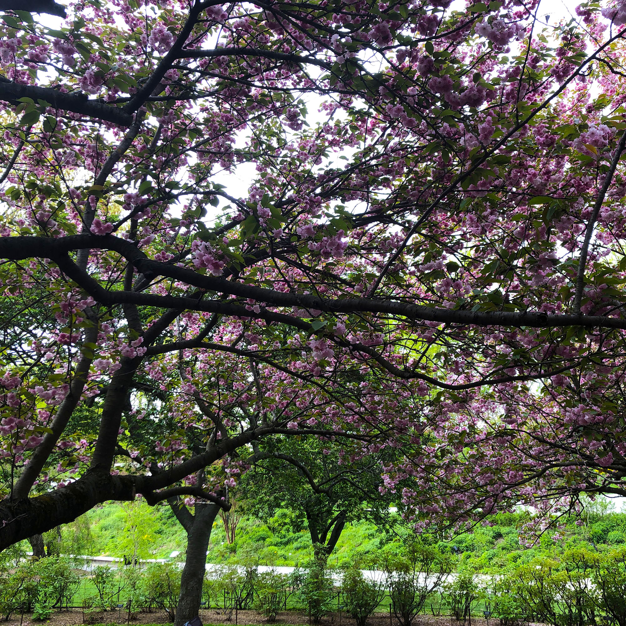 Brooklyn Botanic: Hanami Nights