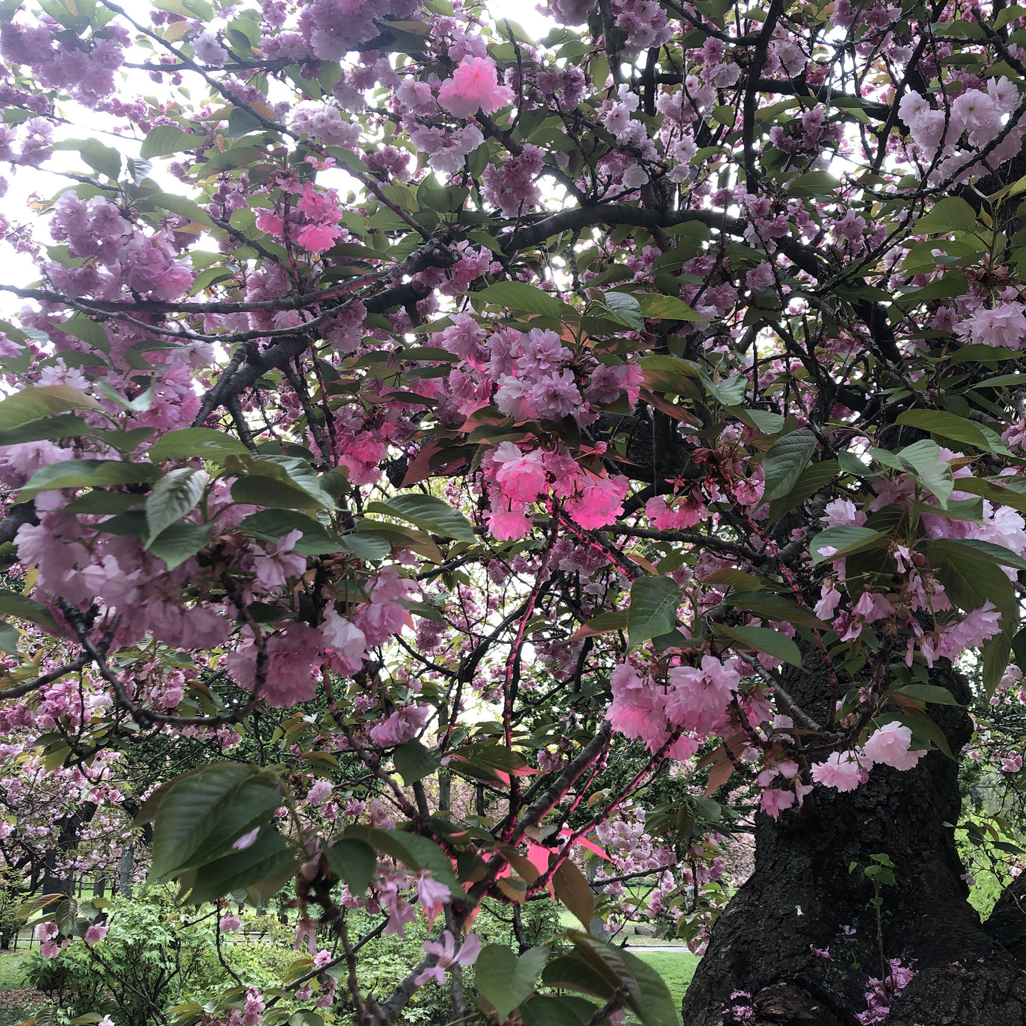 Brooklyn Botanic: Hanami Nights
