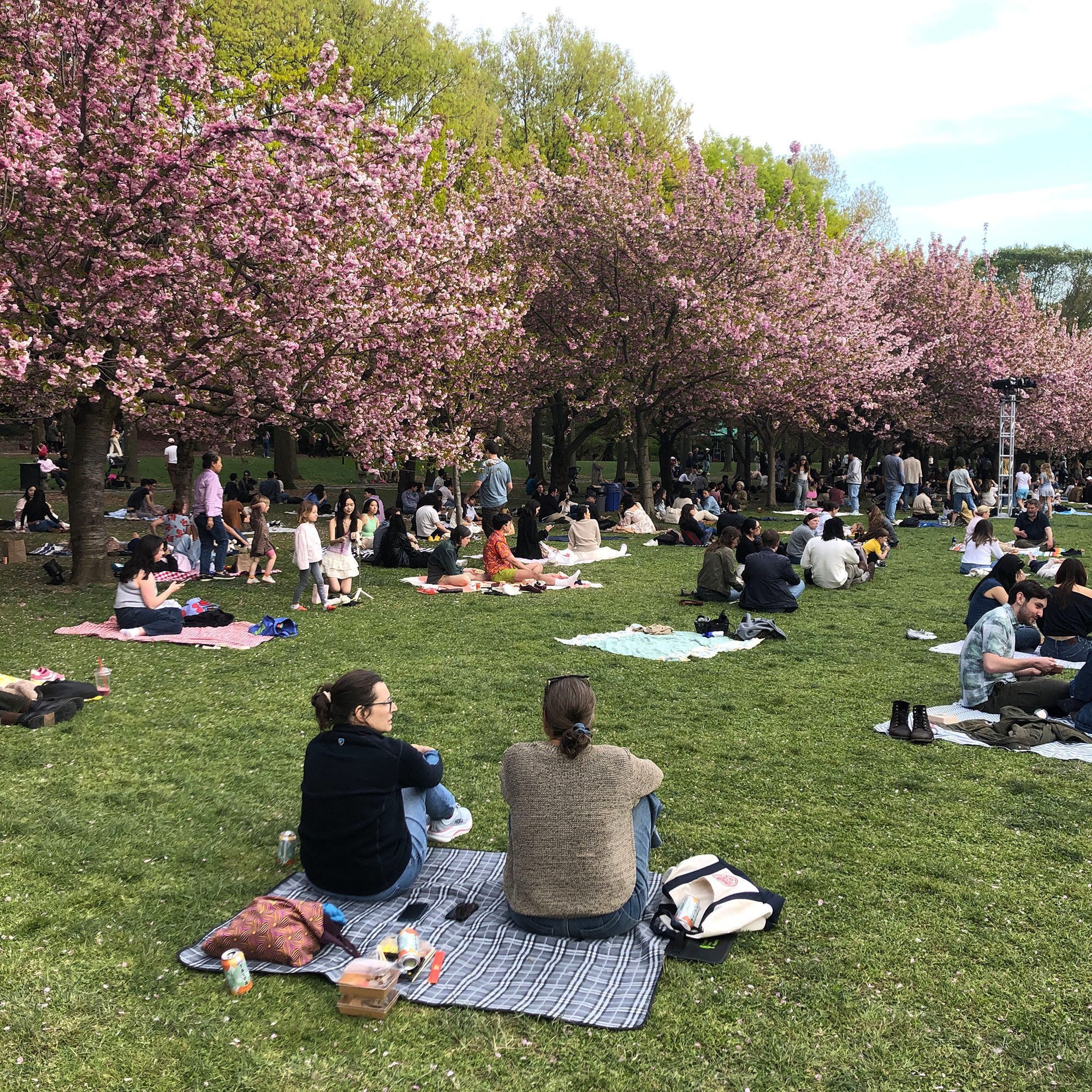 Brooklyn Botanic: Hanami Nights