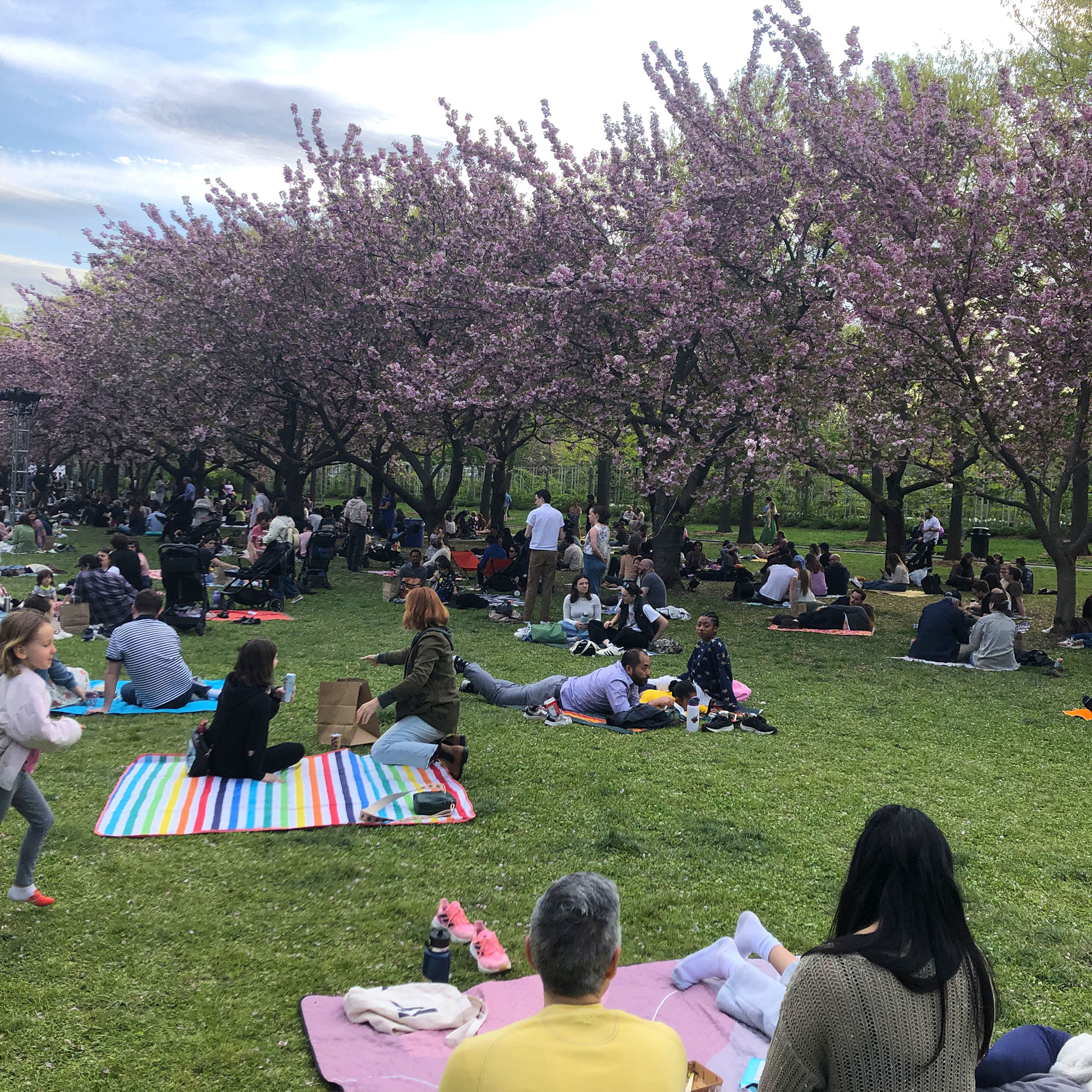 Brooklyn Botanic: Hanami Nights