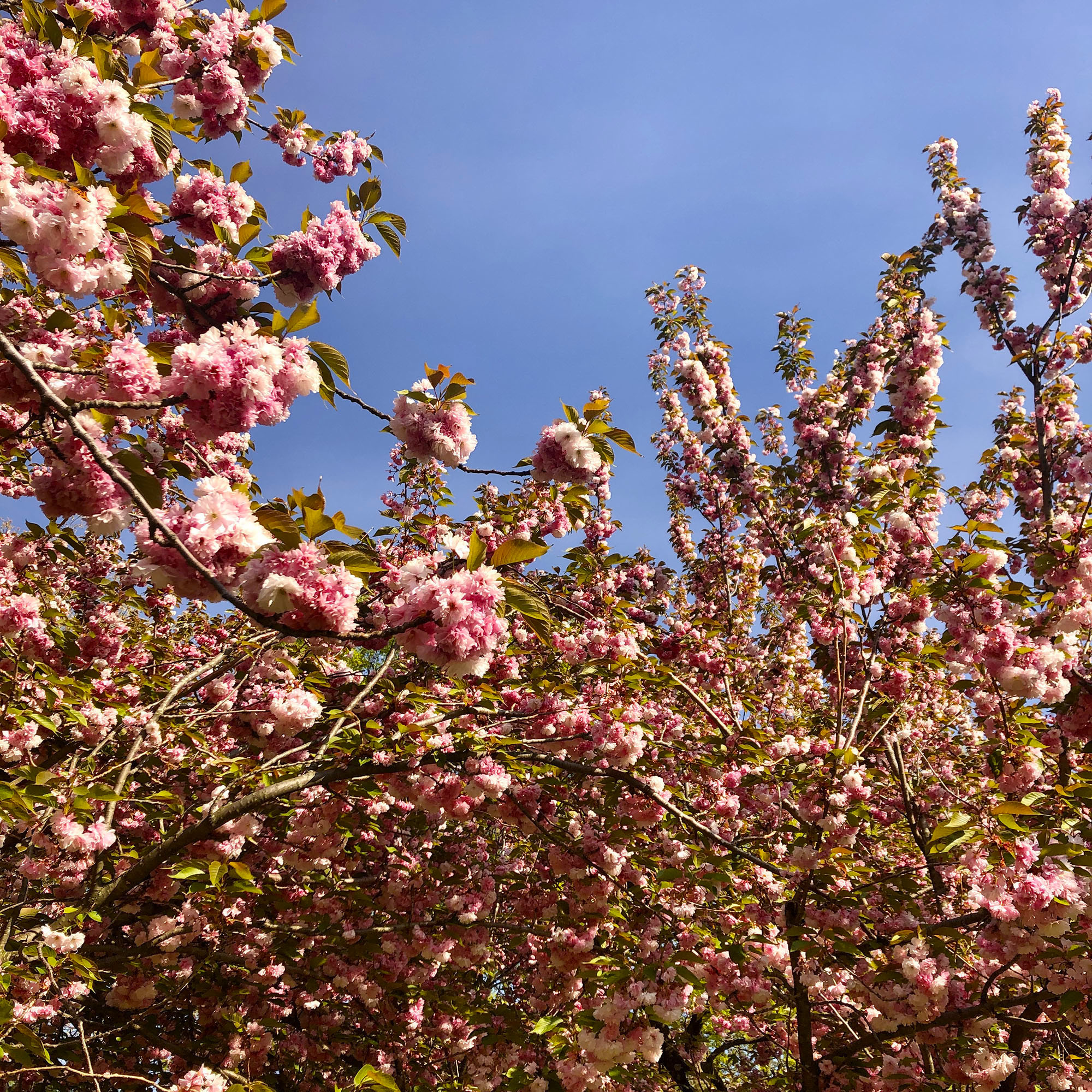 Brooklyn Botanic: Hanami Nights