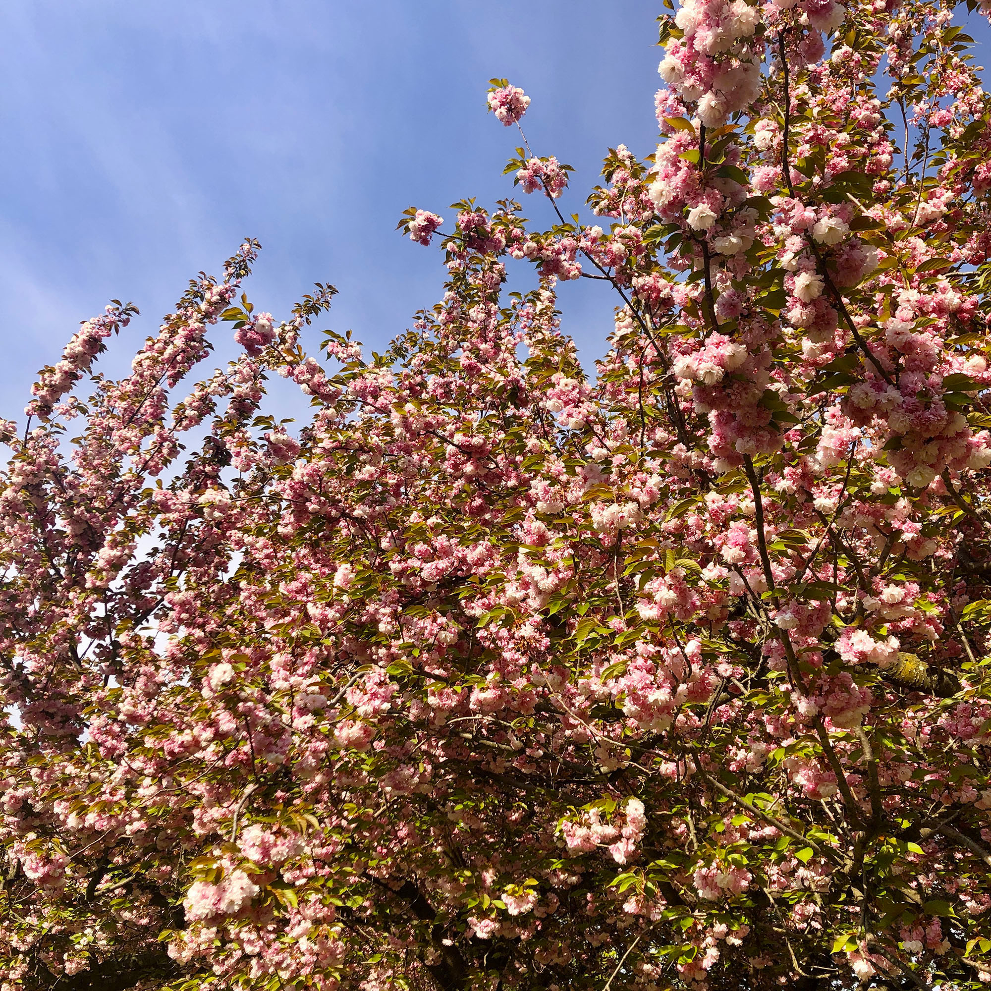 Brooklyn Botanic: Hanami Nights