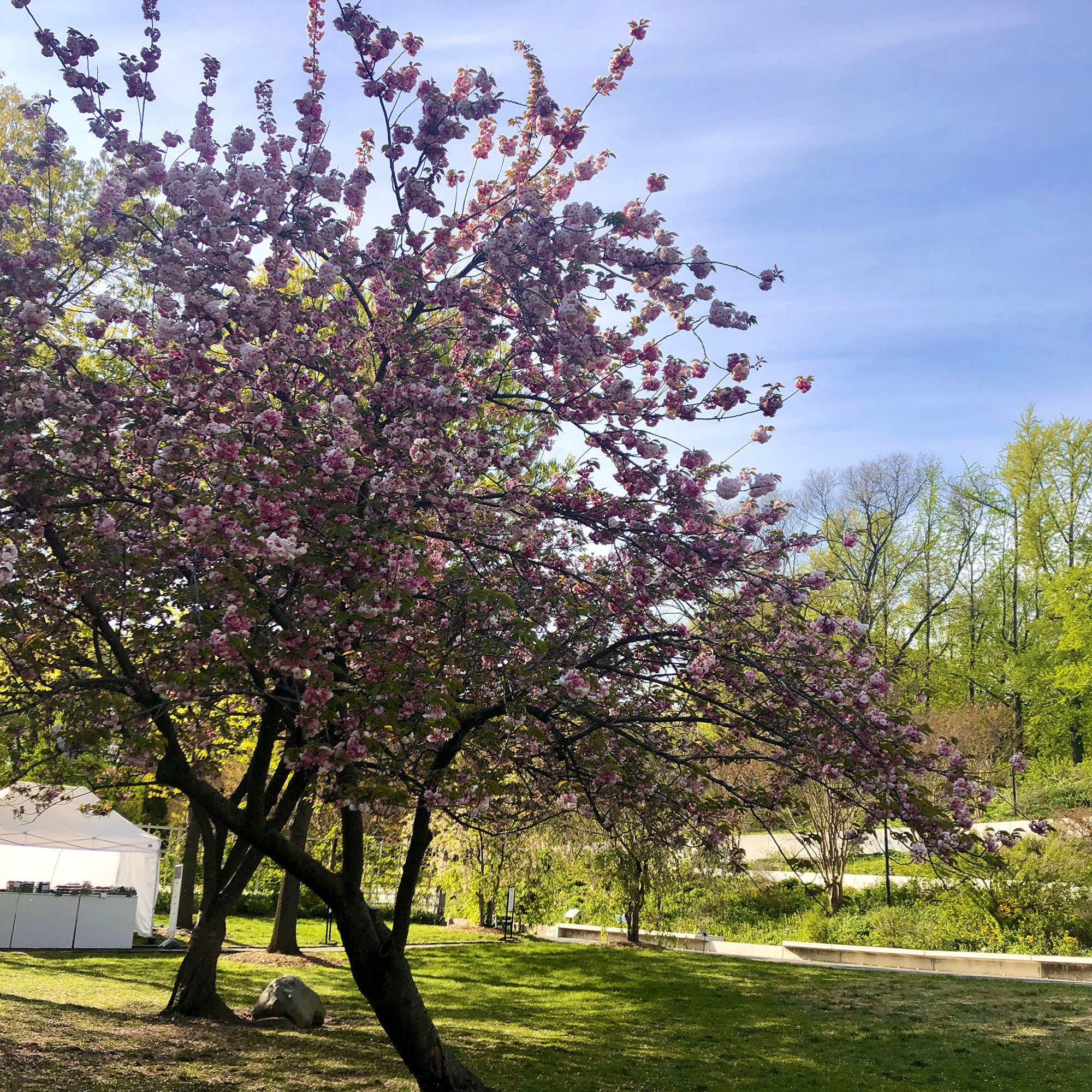 Brooklyn Botanic: Hanami Nights