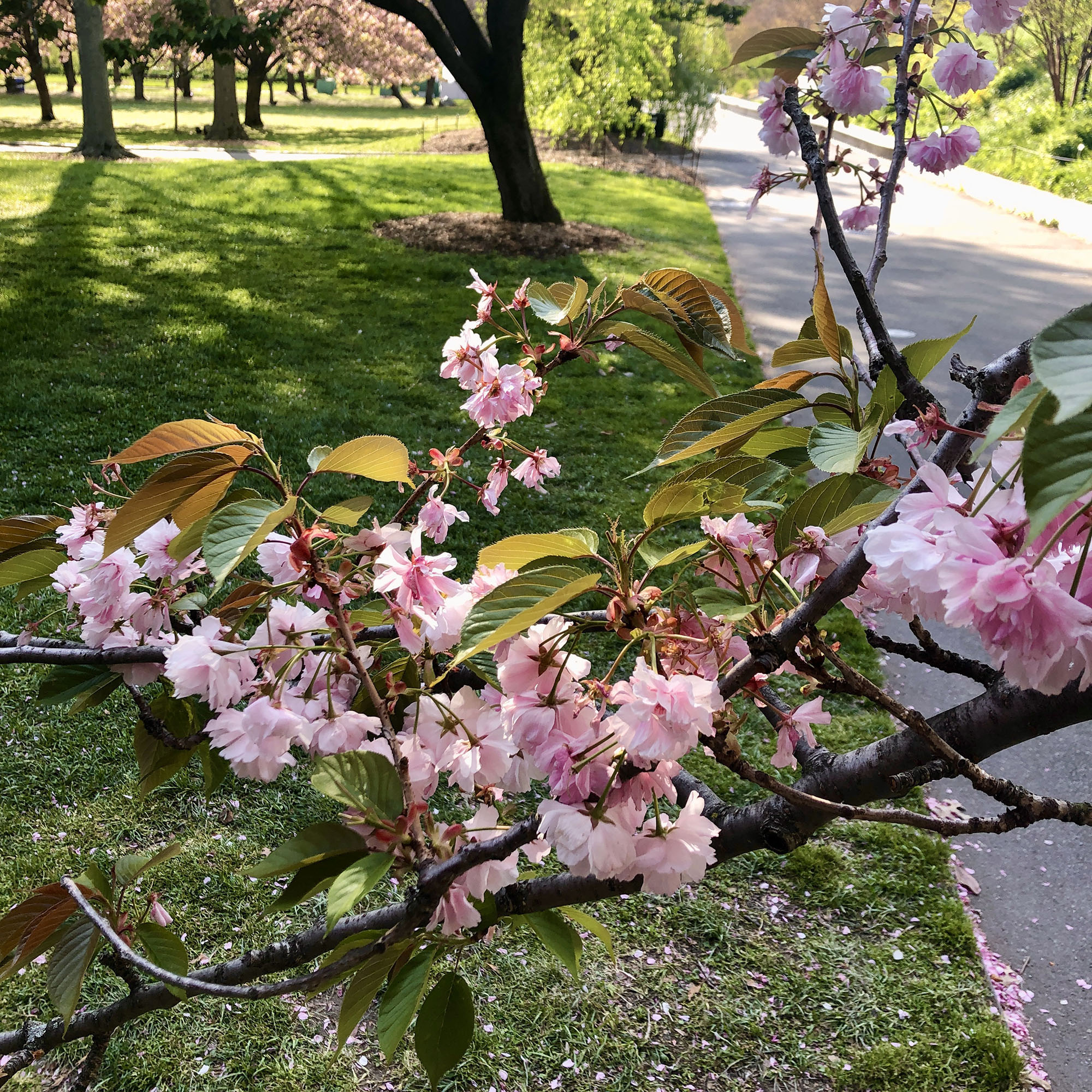 Brooklyn Botanic: Hanami Nights