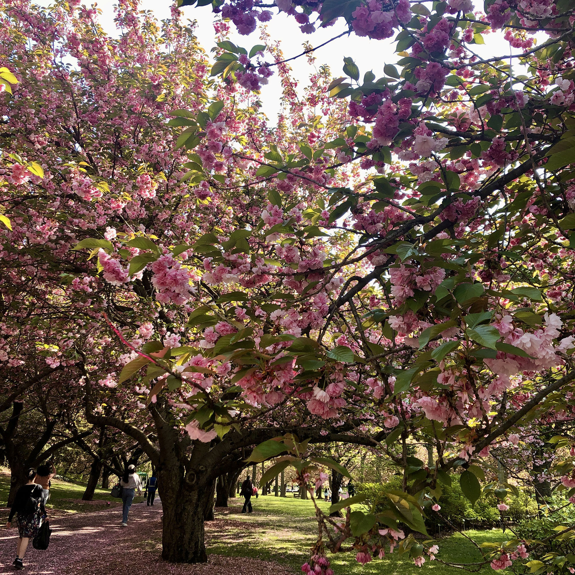 Brooklyn Botanic: Hanami Nights