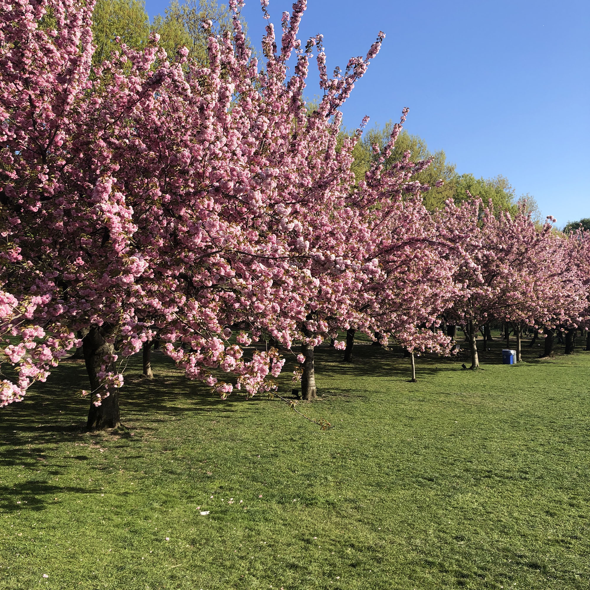 Brooklyn Botanic: Hanami Nights
