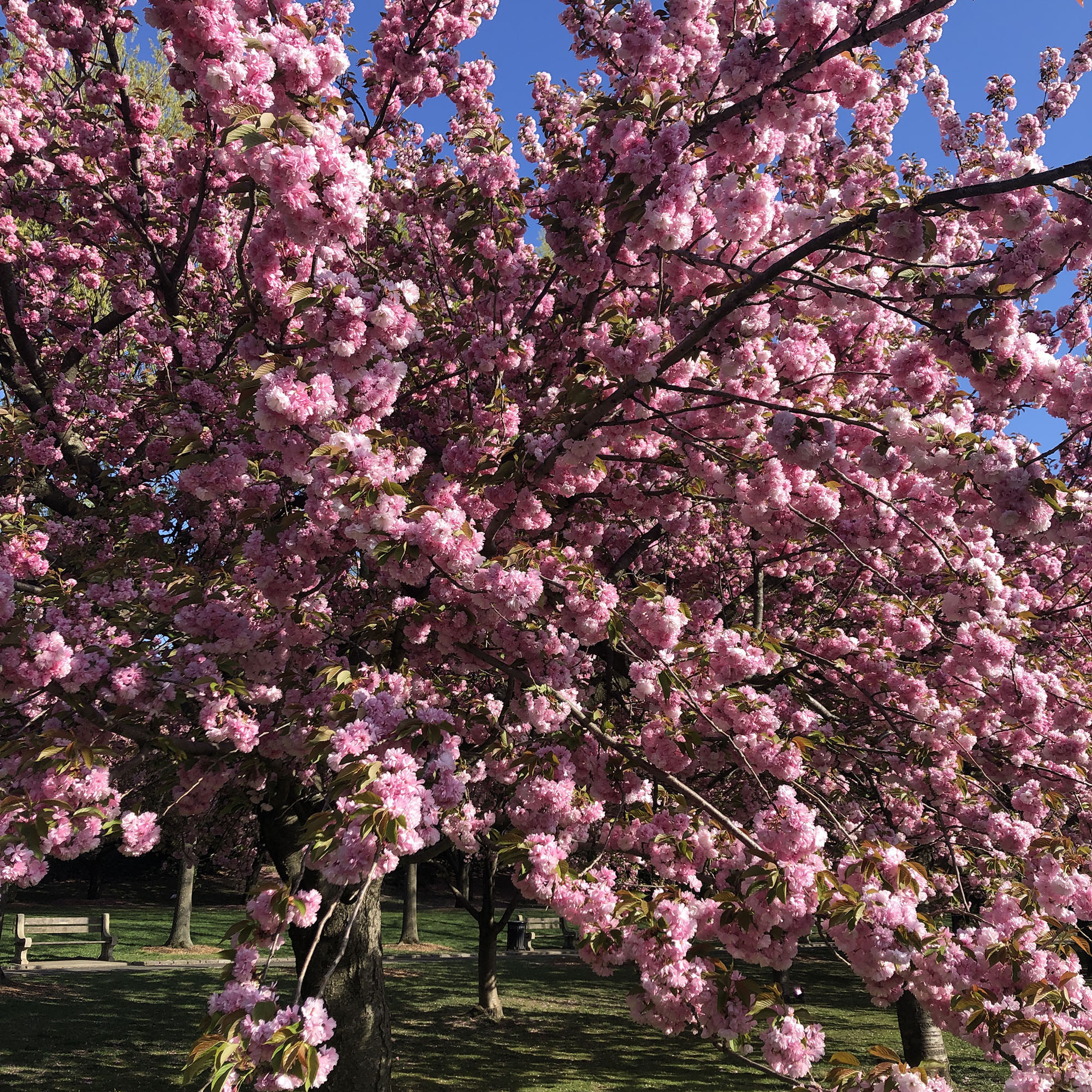 Brooklyn Botanic: Hanami Nights
