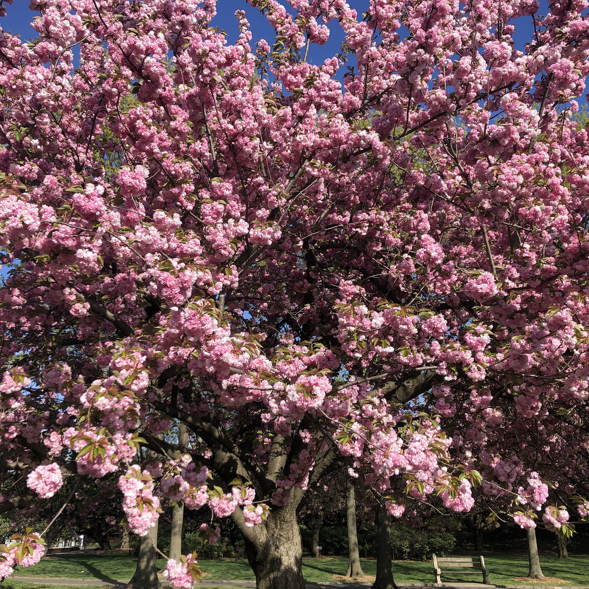 Brooklyn Botanic: Hanami Nights