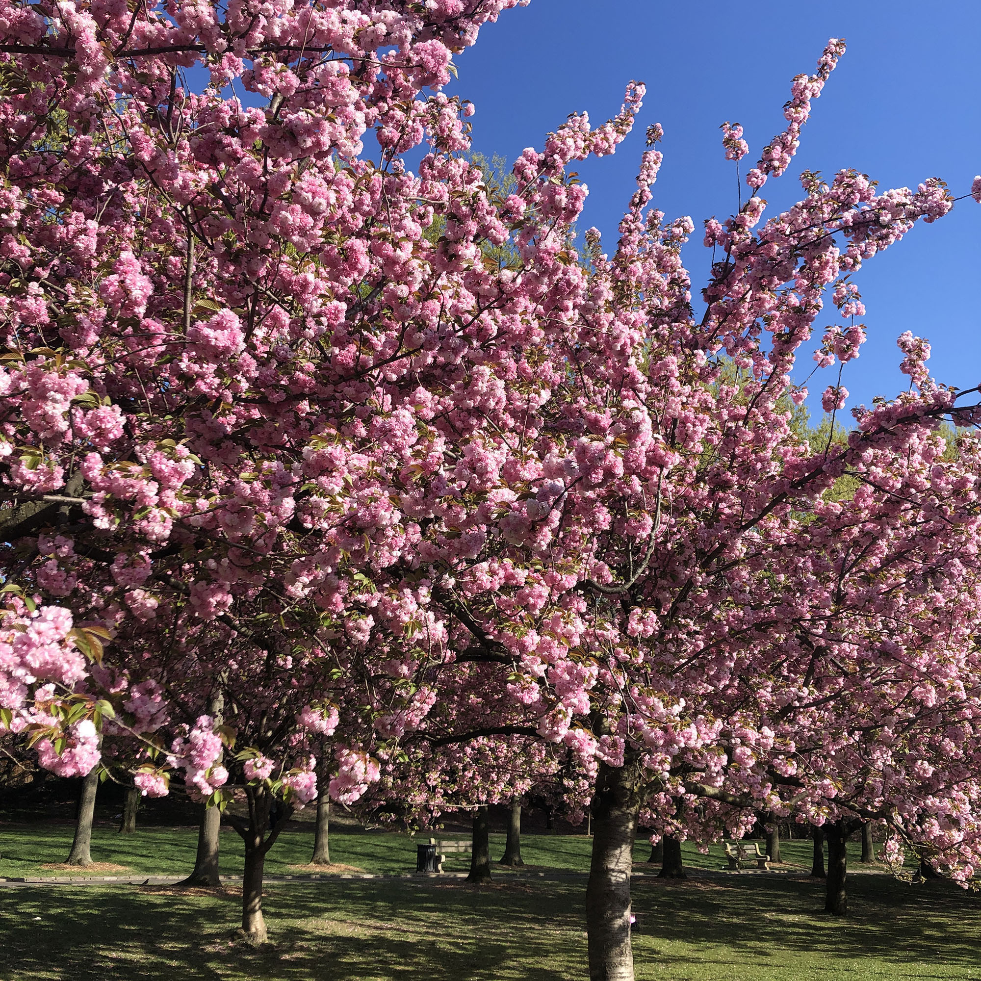 Brooklyn Botanic: Hanami Nights