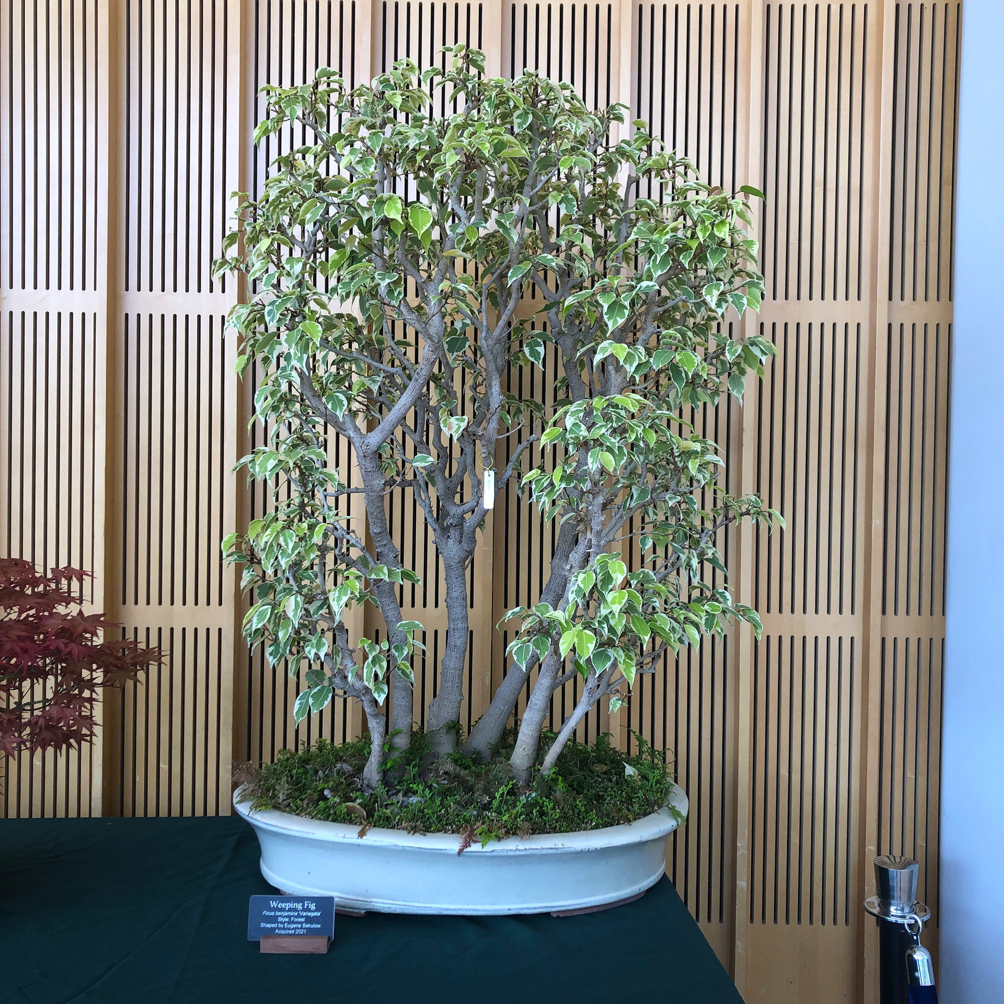 Brooklyn Botanic: Hanami Nights