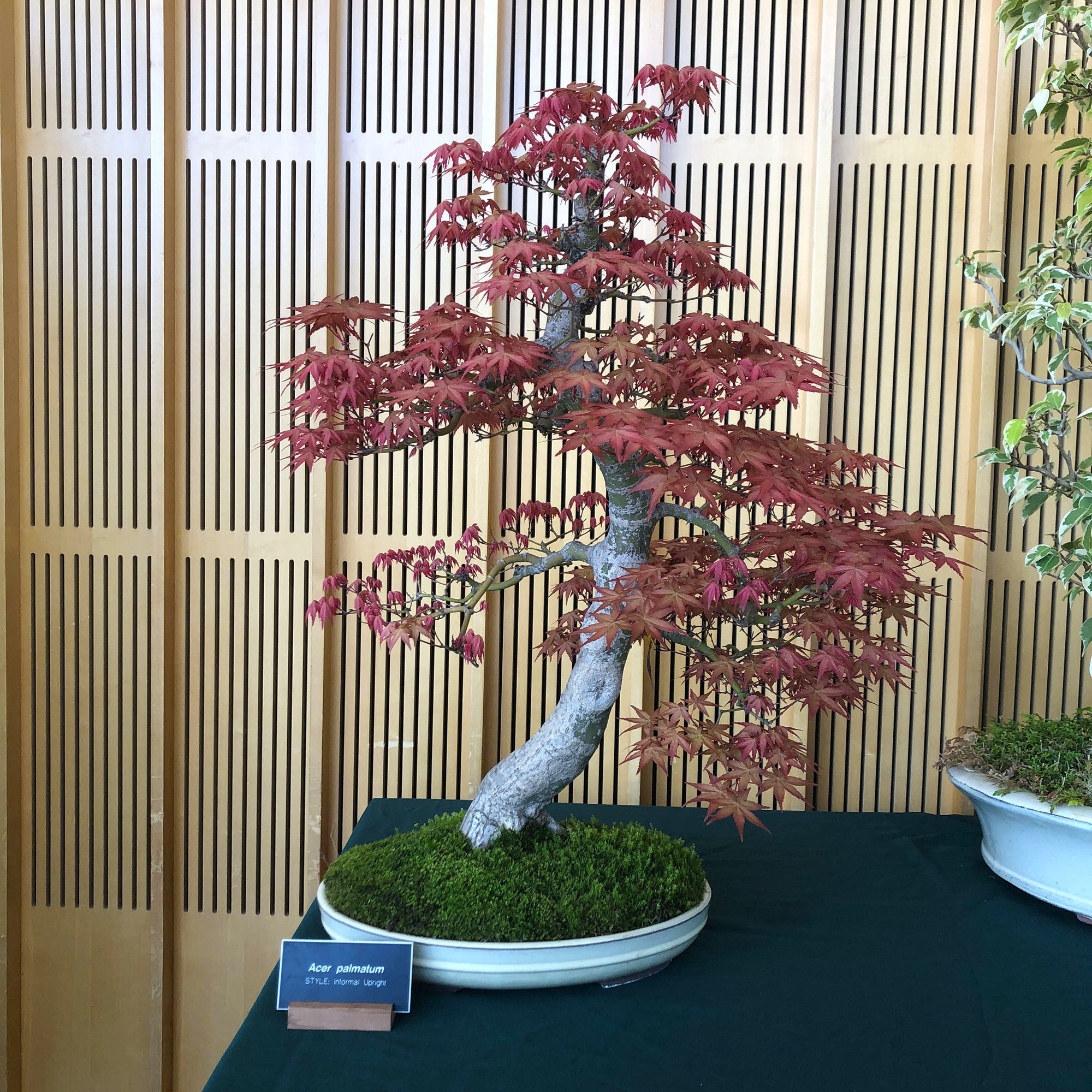 Brooklyn Botanic: Hanami Nights