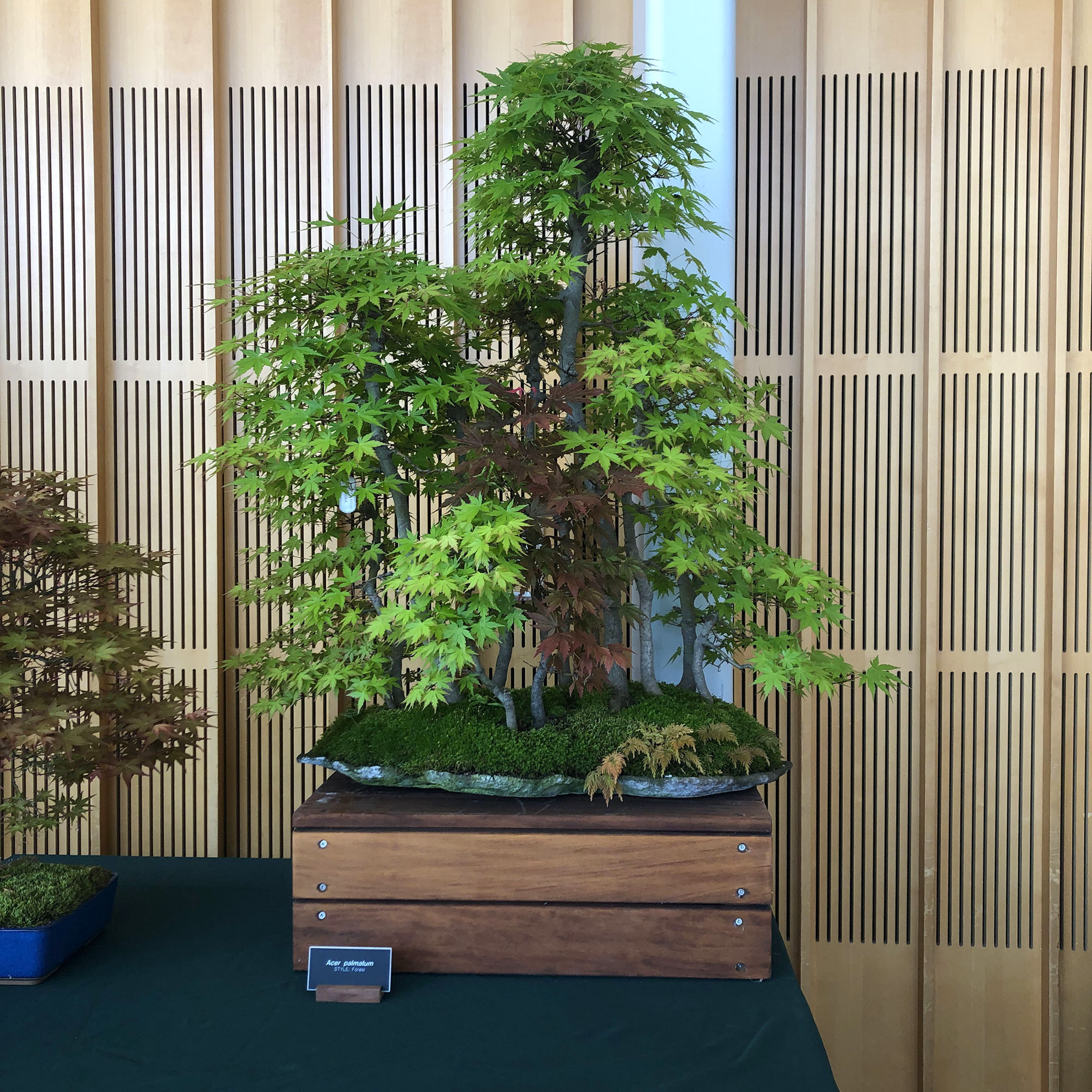 Brooklyn Botanic: Hanami Nights