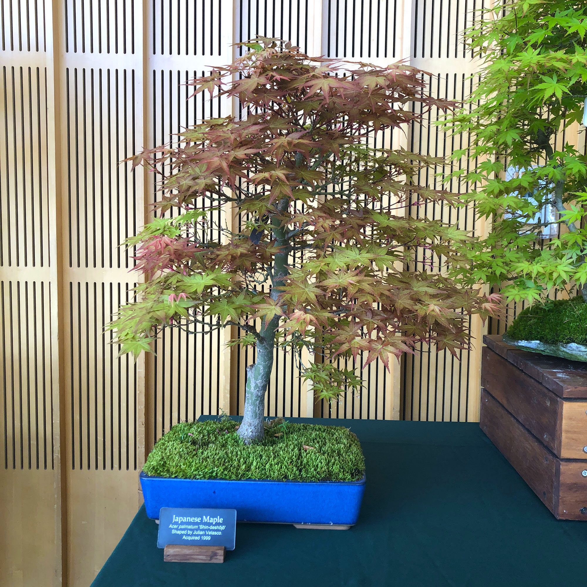 Brooklyn Botanic: Hanami Nights