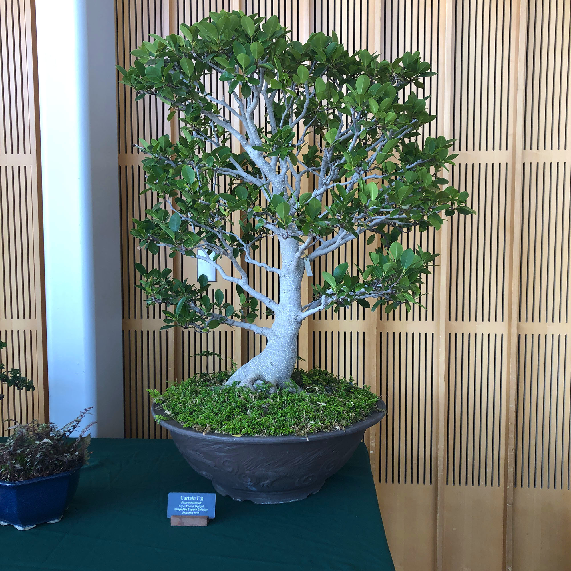 Brooklyn Botanic: Hanami Nights