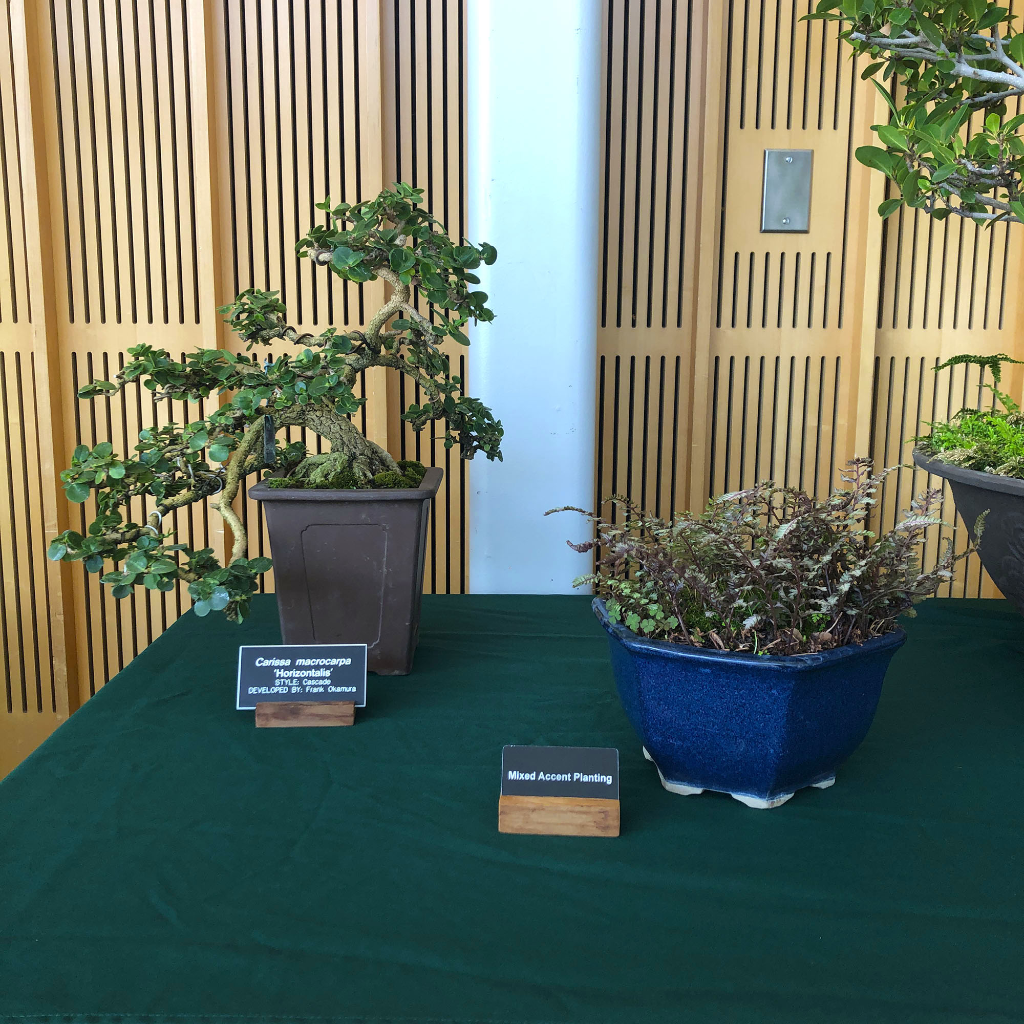 Brooklyn Botanic: Hanami Nights