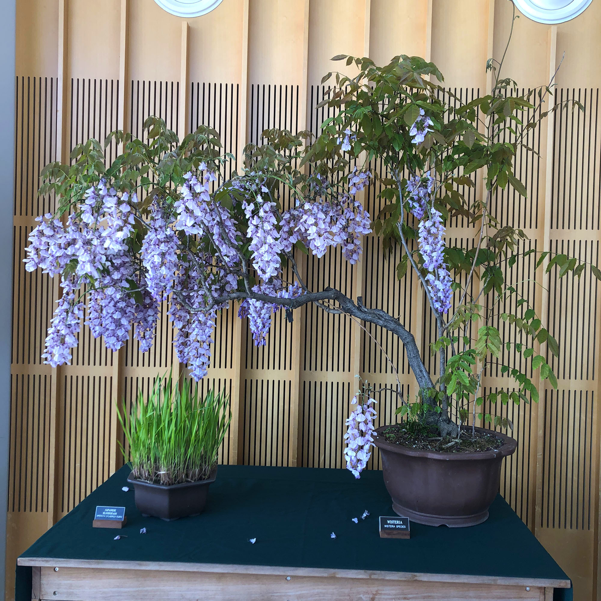 Brooklyn Botanic: Hanami Nights