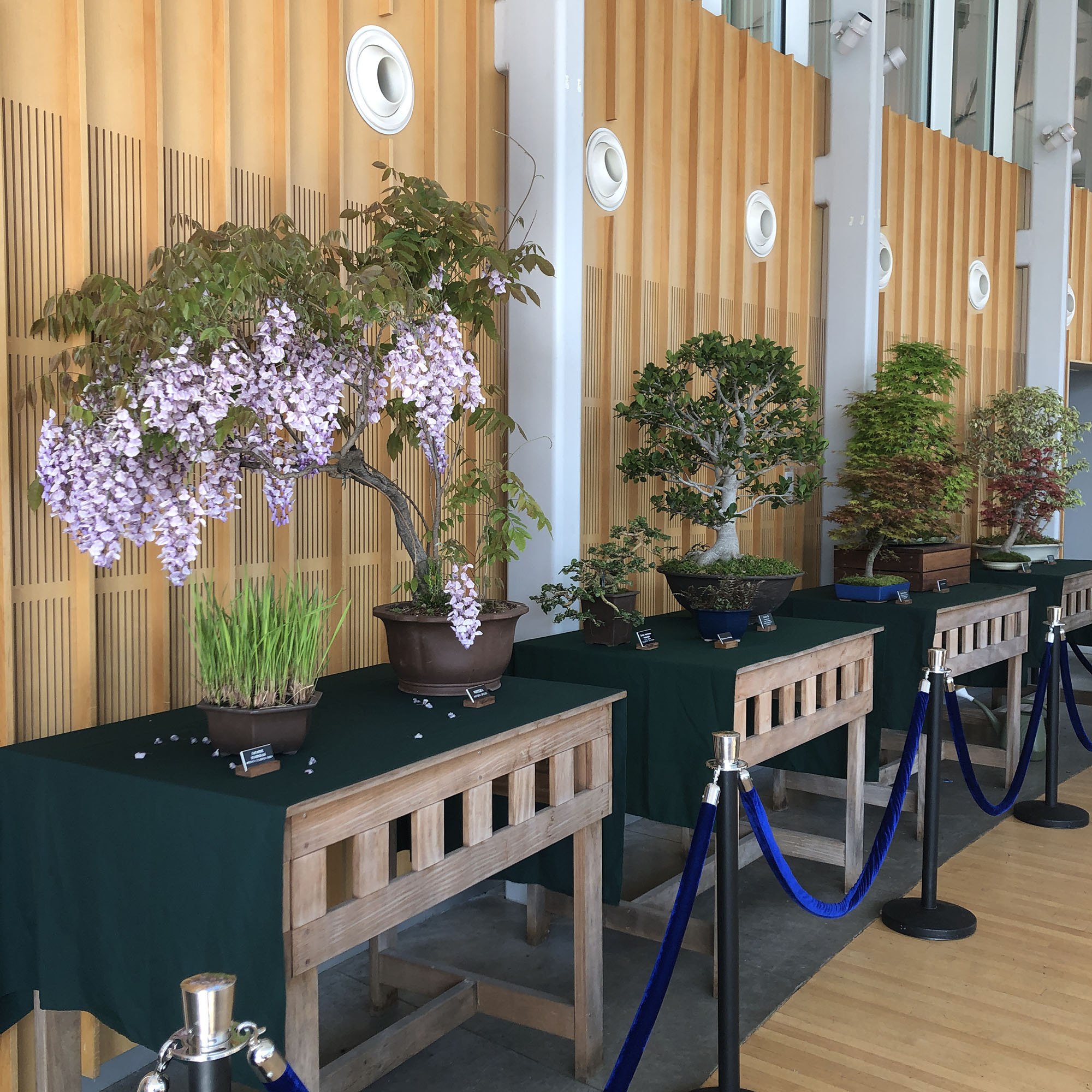 Brooklyn Botanic: Hanami Nights