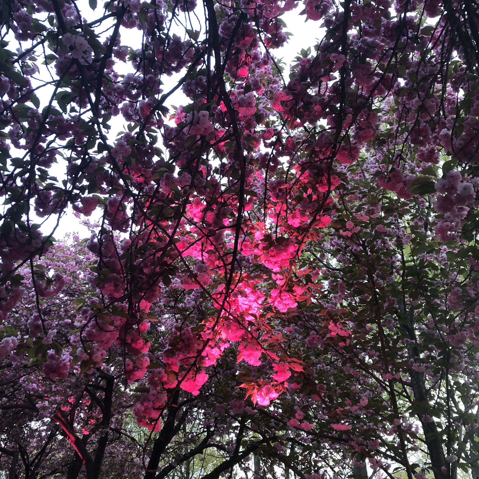 Brooklyn Botanic: Hanami Nights