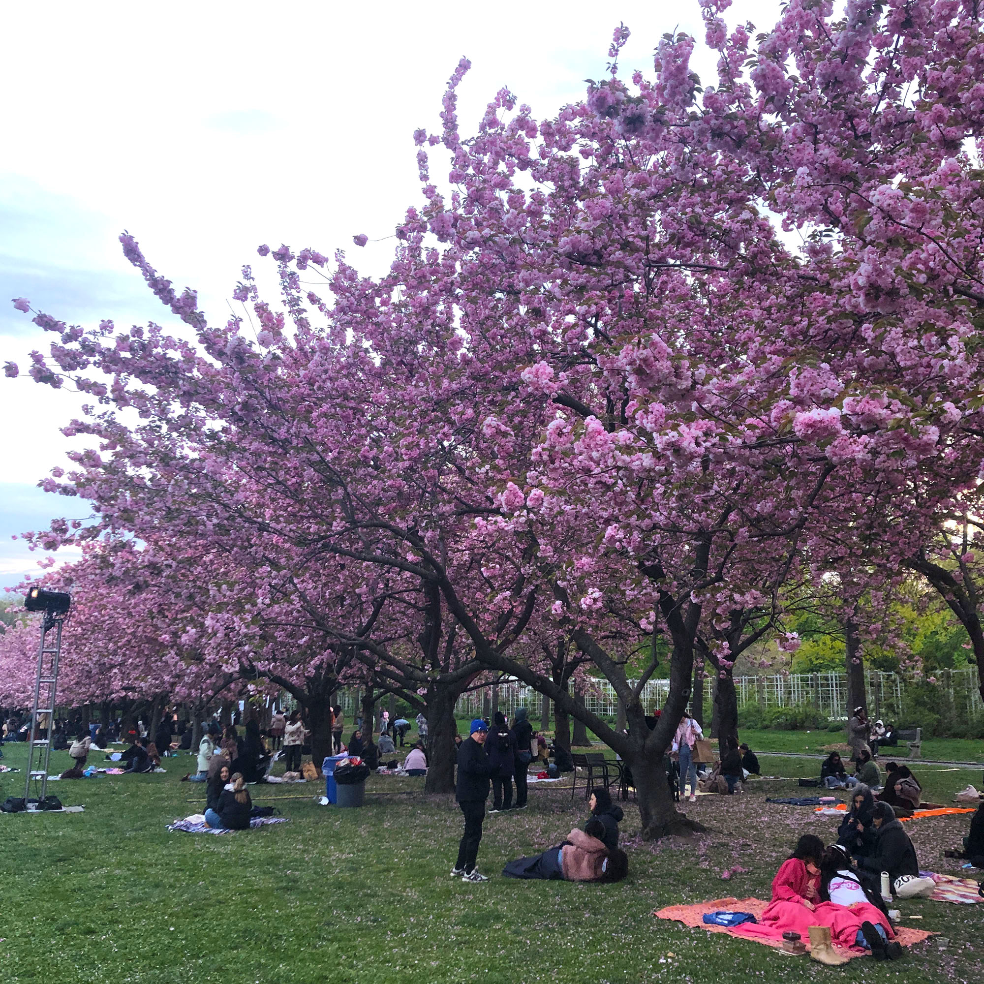 Brooklyn Botanic: Hanami Nights