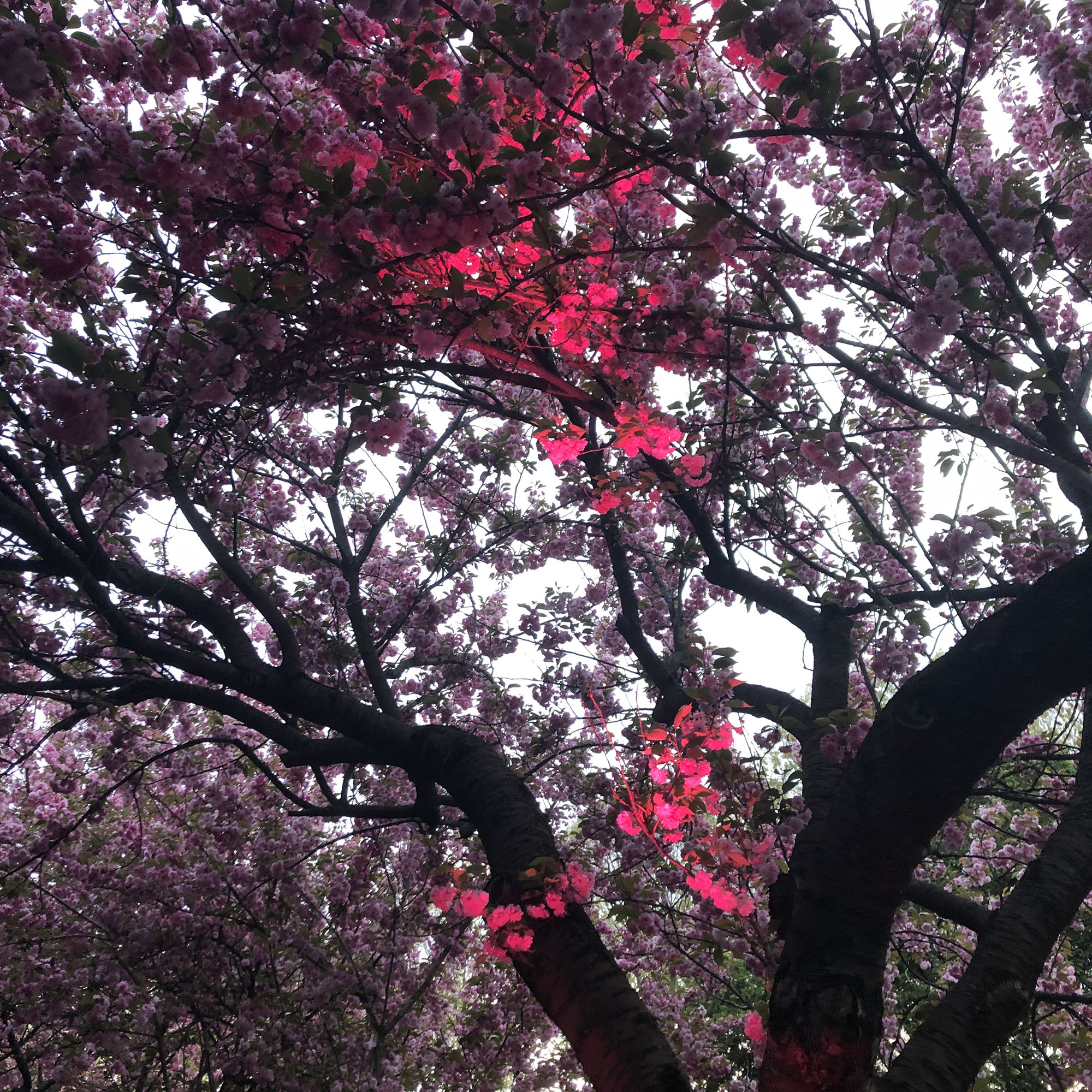 Brooklyn Botanic: Hanami Nights