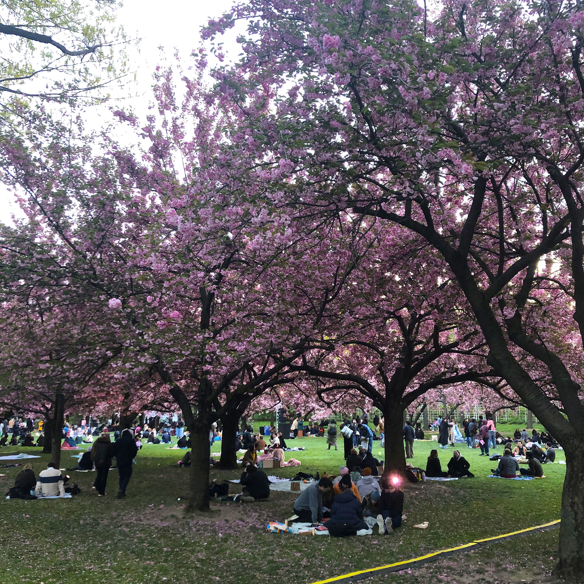 Brooklyn Botanic: Hanami Nights